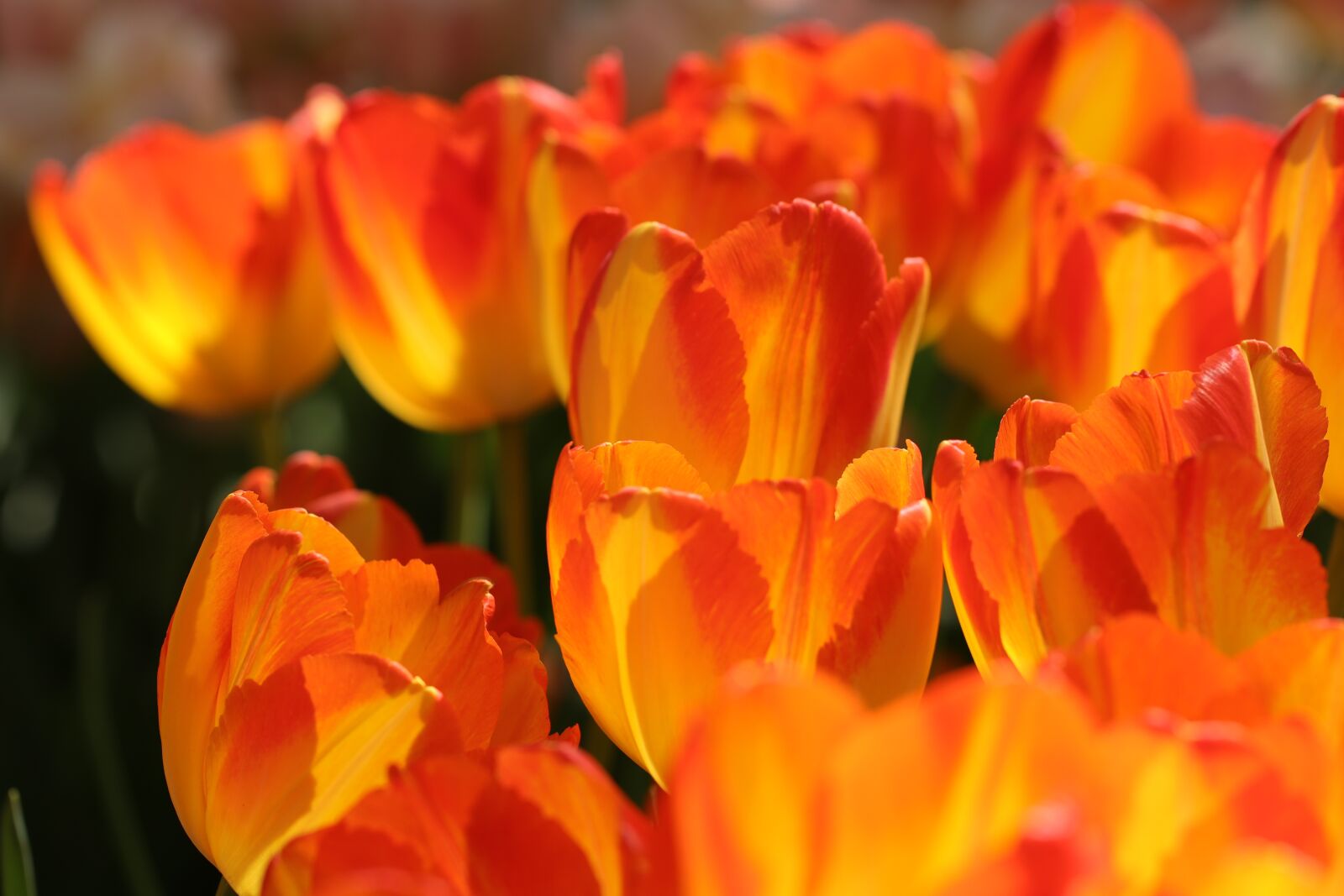 Canon EF 100mm F2.8L Macro IS USM sample photo. Tulips, tulip, flowers photography