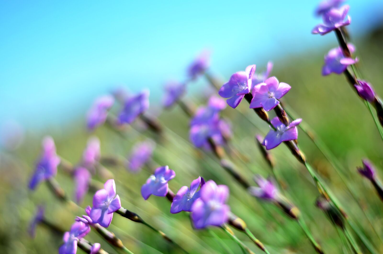 Nikon D5100 sample photo. Flower, spring, doga photography