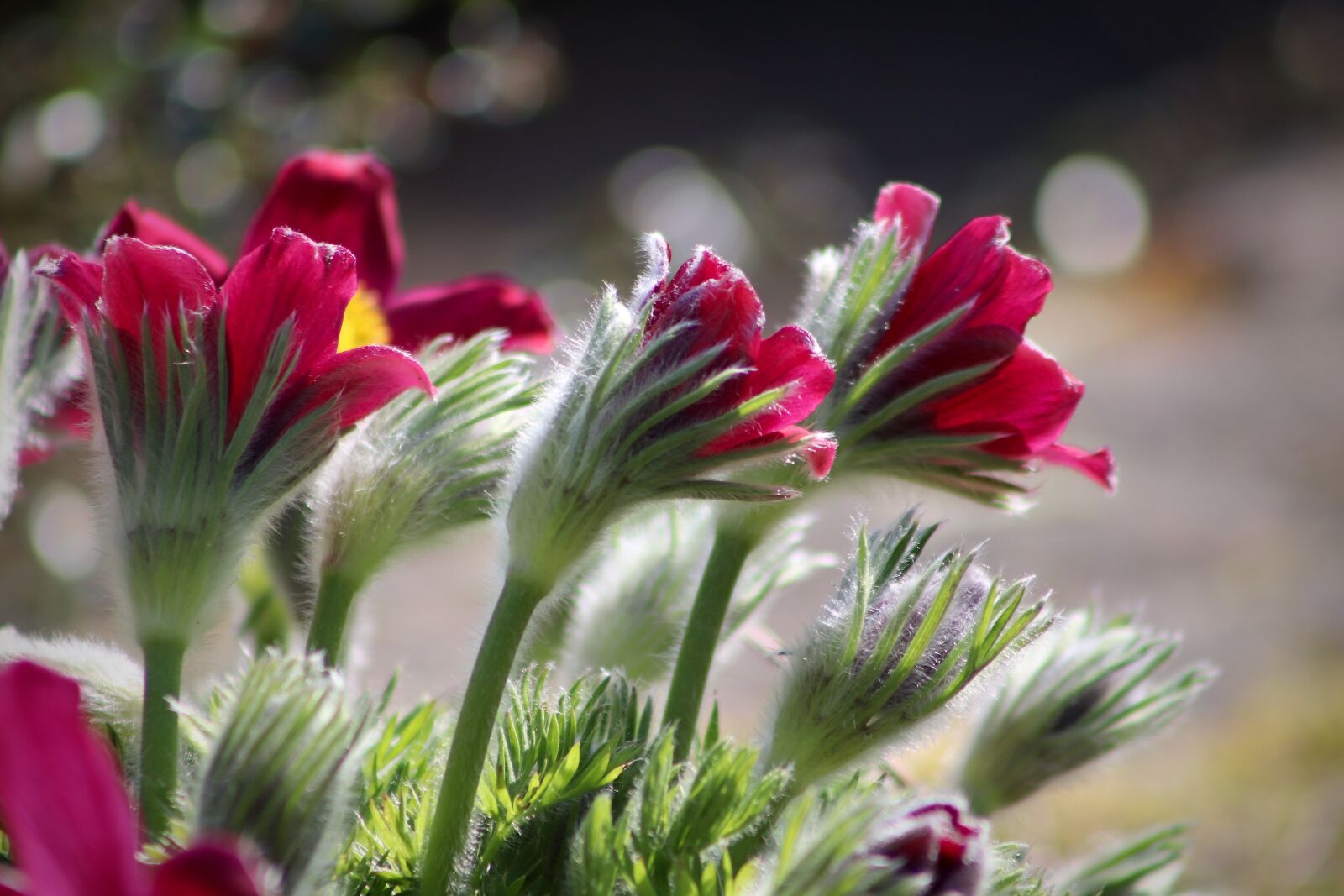 Canon EOS 77D (EOS 9000D / EOS 770D) sample photo. Anemone, pasque flower, pasqueflower photography