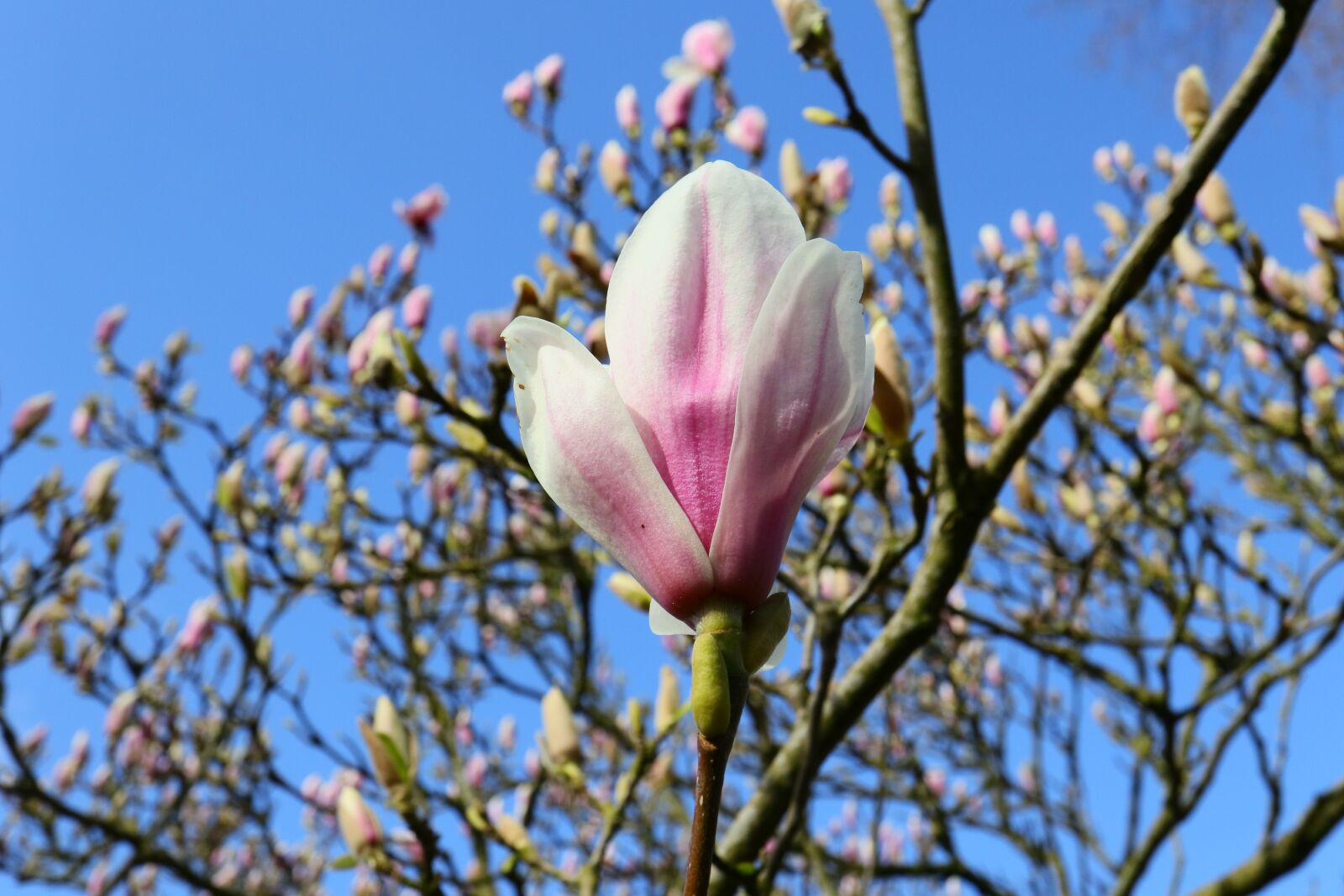 Canon EF-M 28mm F3.5 Macro IS STM sample photo. Magnolia, bud, spring photography