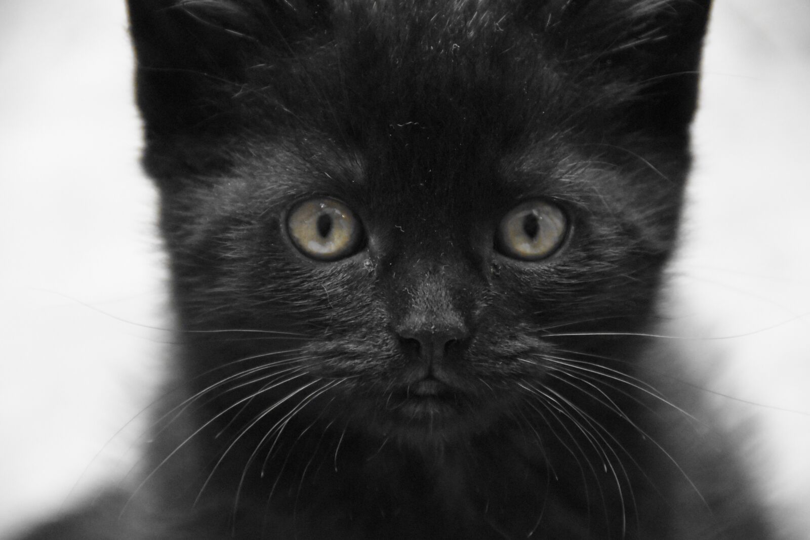 Nikon D5600 sample photo. Cat, kitten, pet photography
