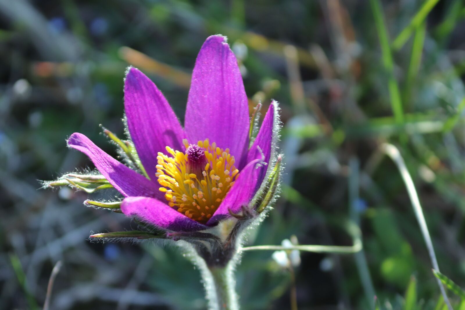 Canon EOS 200D (EOS Rebel SL2 / EOS Kiss X9) sample photo. Pasqueflower, pulsatilla vulgaris, pasque photography