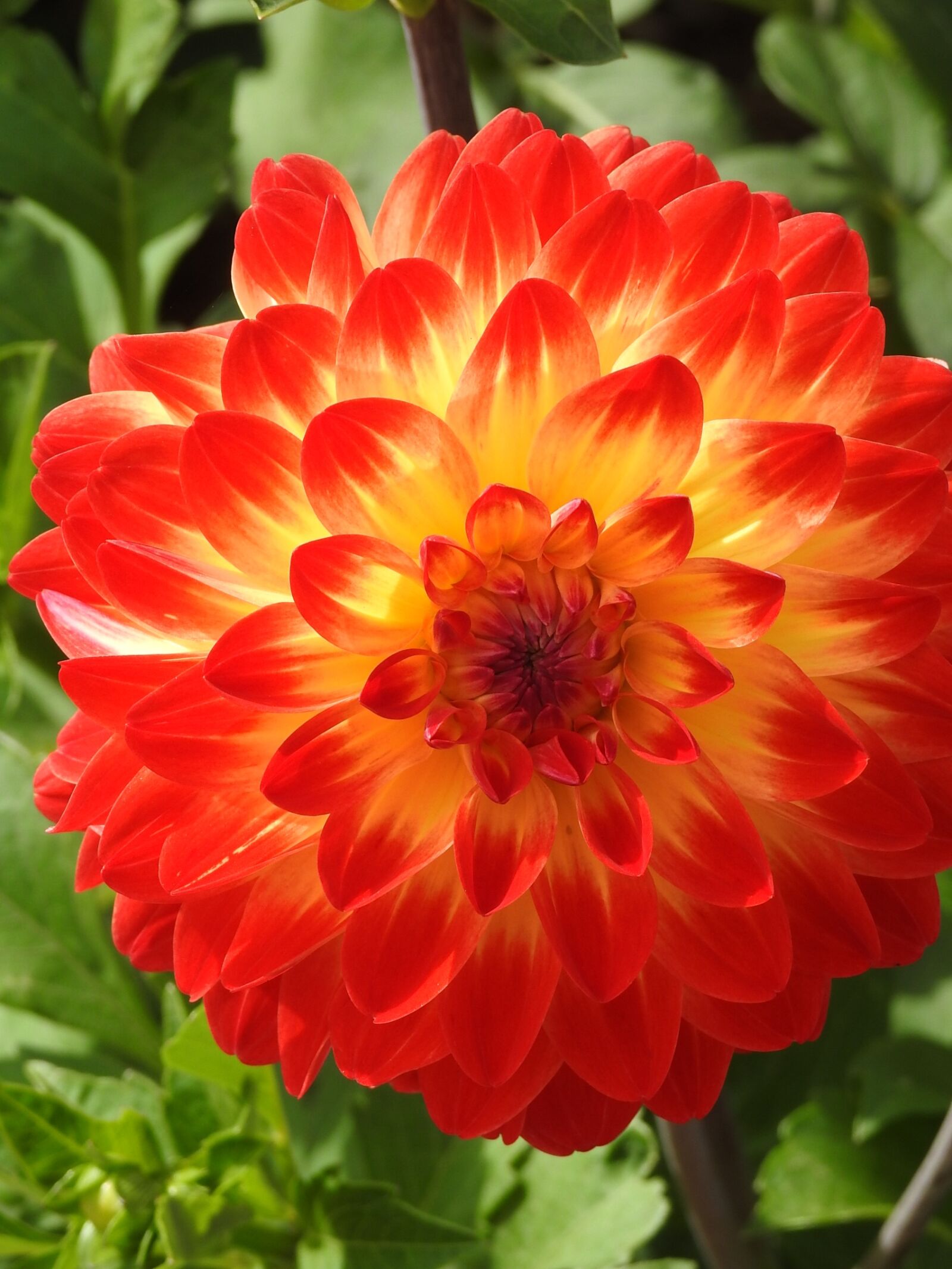 Nikon Coolpix P900 sample photo. Dahlia, orange, flowers photography