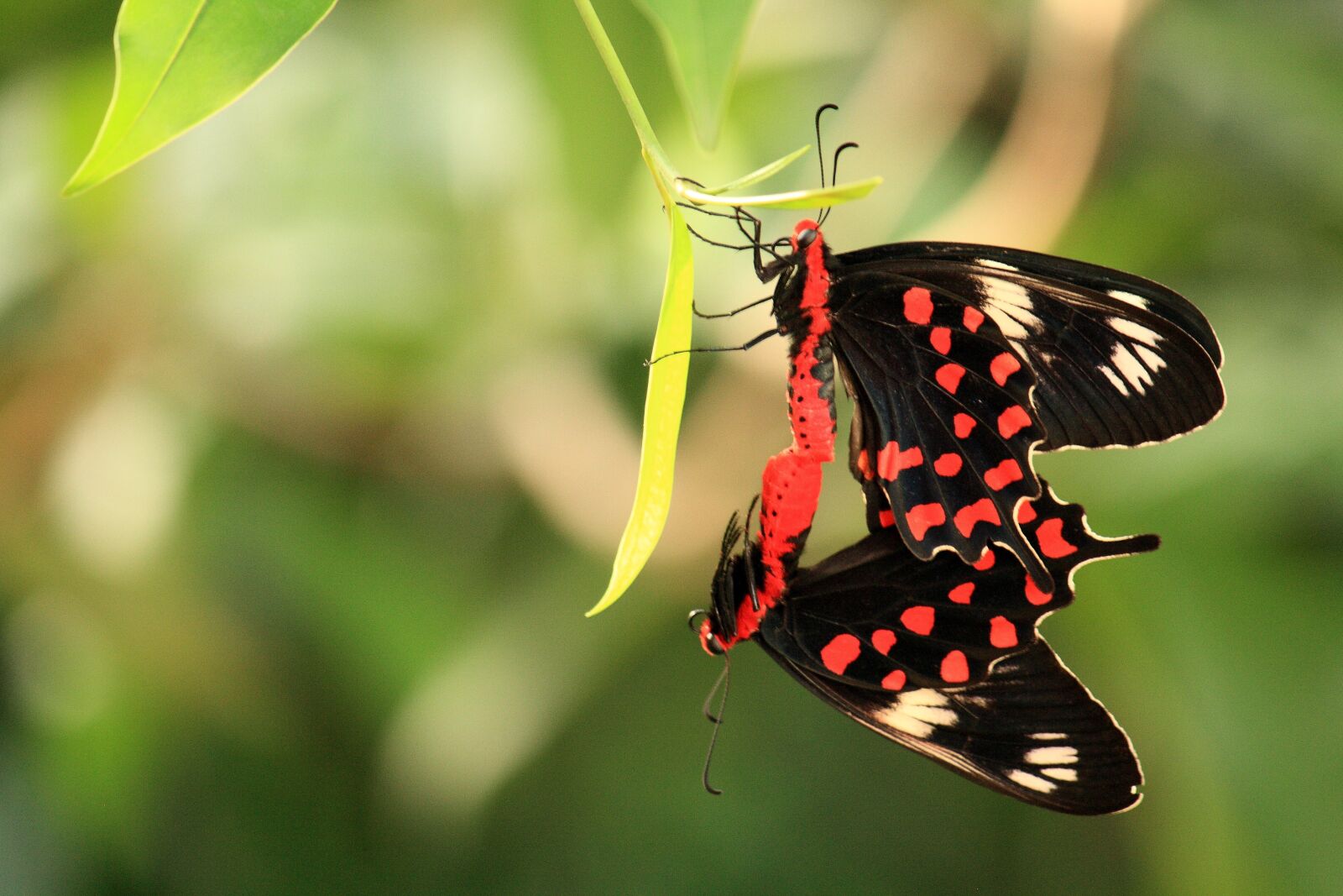Canon EOS 1000D (EOS Digital Rebel XS / EOS Kiss F) sample photo. Butterfly, insect, nature photography