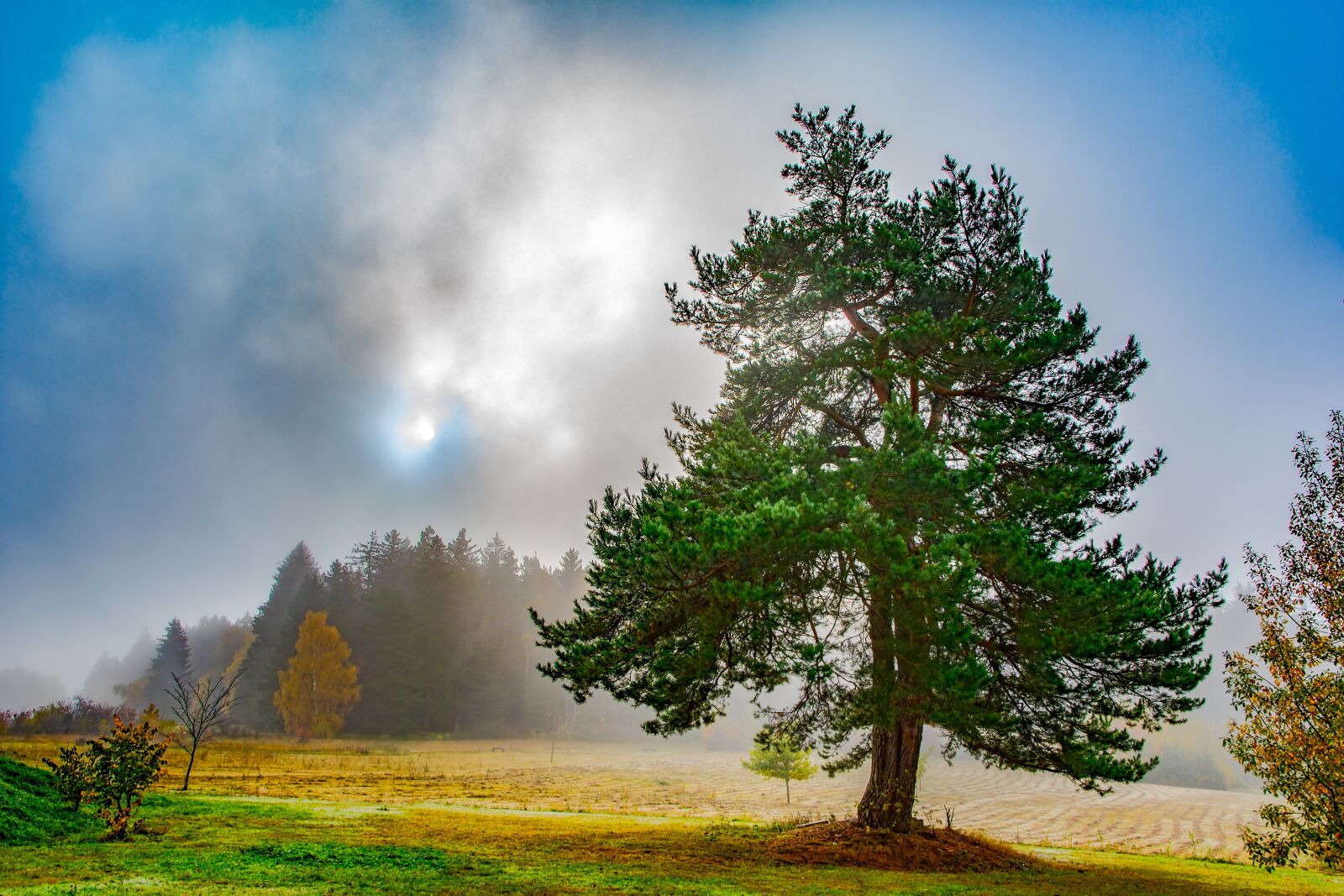 Nikon D500 sample photo. Tree, forest, fog photography