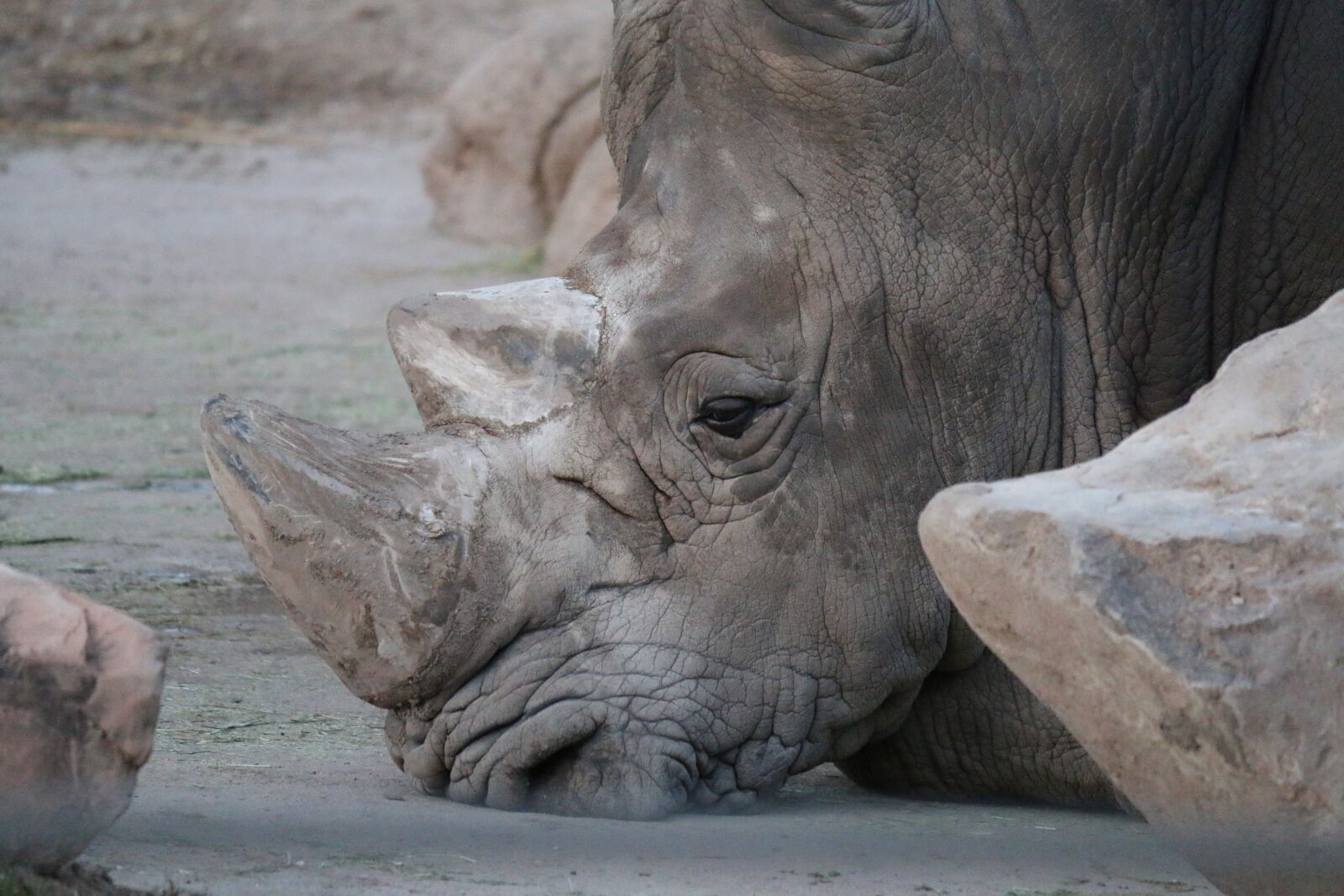 Canon EOS 70D + Canon EF-S 55-250mm F4-5.6 IS II sample photo. Rhino, nature, rhinoceros photography