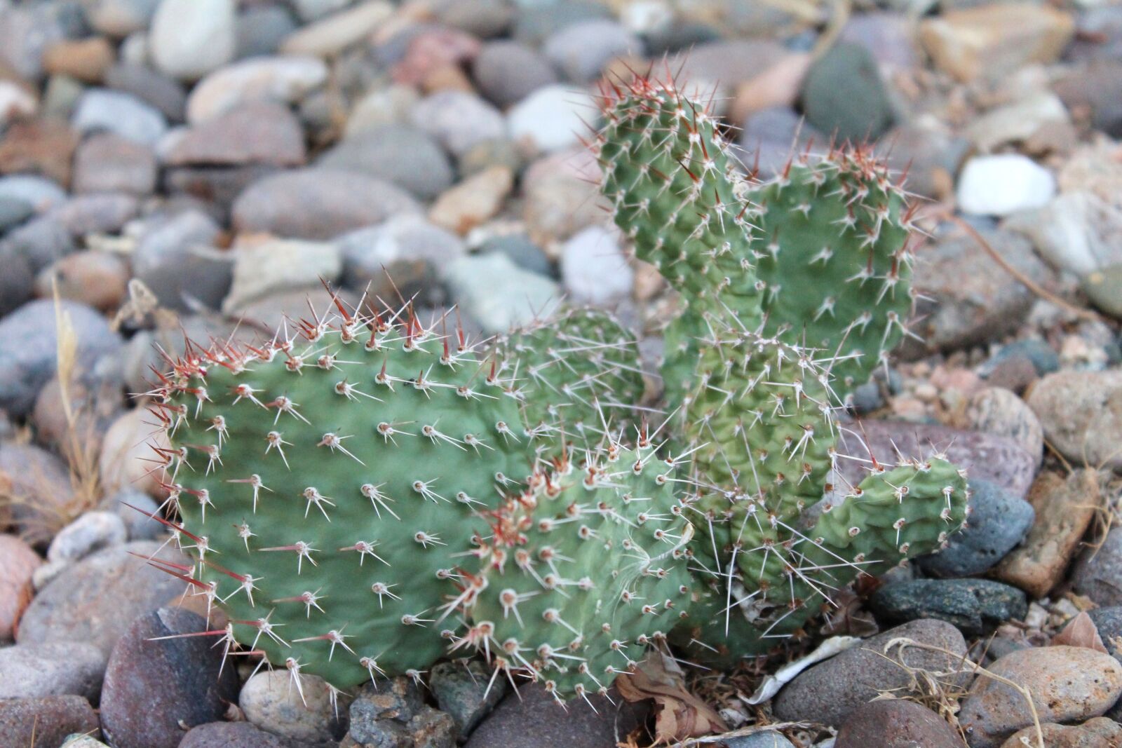 Canon EOS 1100D (EOS Rebel T3 / EOS Kiss X50) sample photo. Cactus, new mexico, cacti photography
