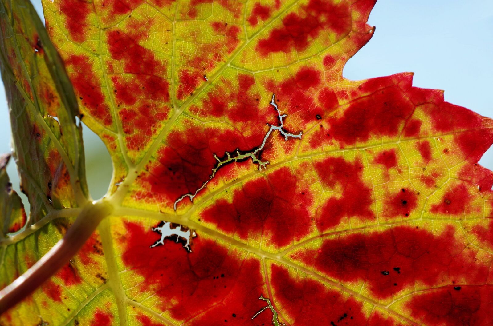 Pentax K-50 sample photo. Autumn, leaf, leaves photography
