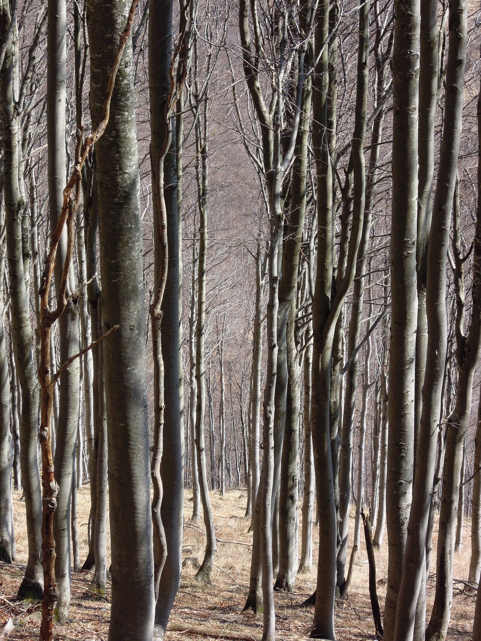 Nikon Coolpix P300 sample photo. Trees, spring, forest photography