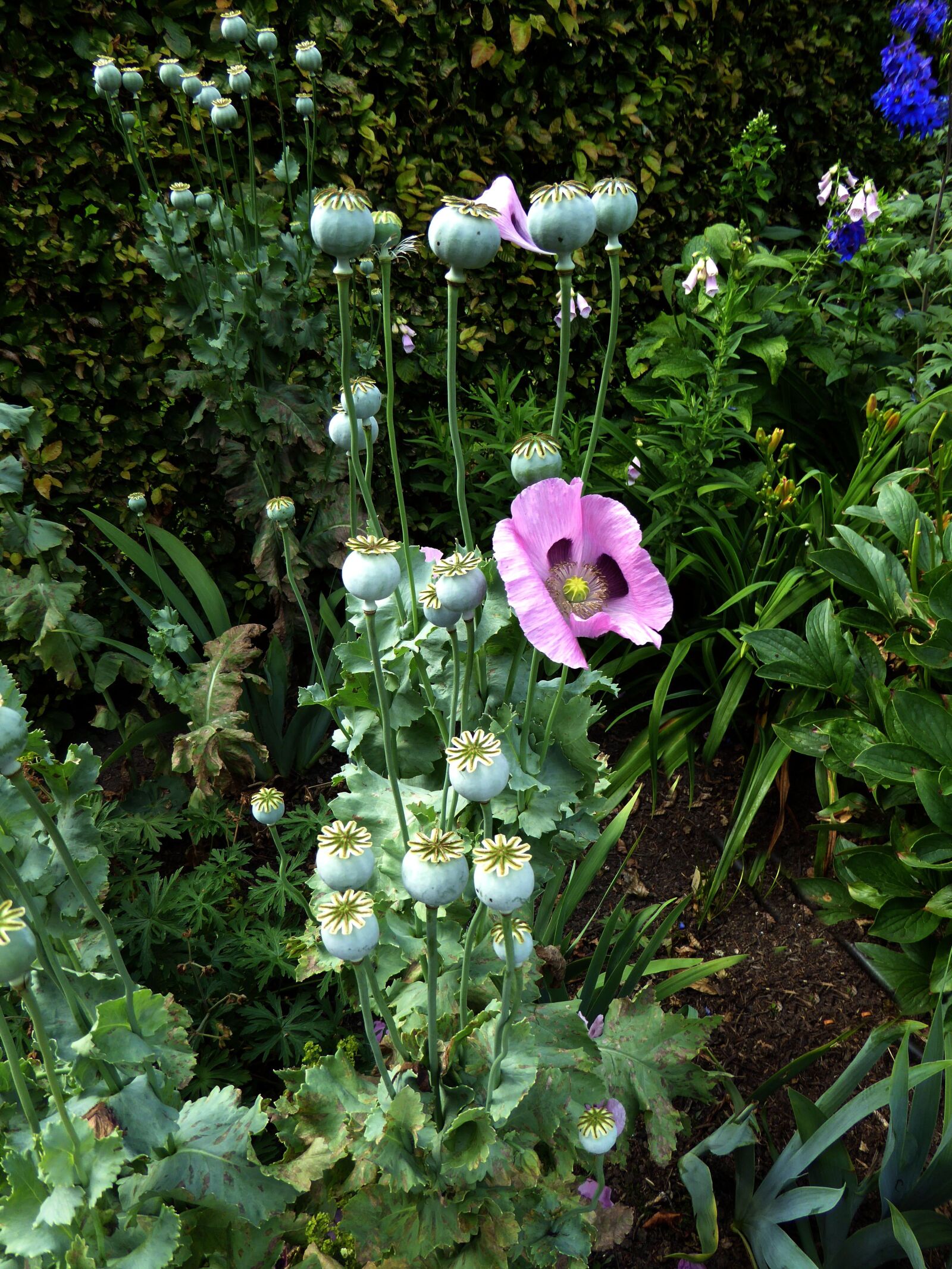 Panasonic DMC-TZ61 sample photo. Poppy, bush, purple photography