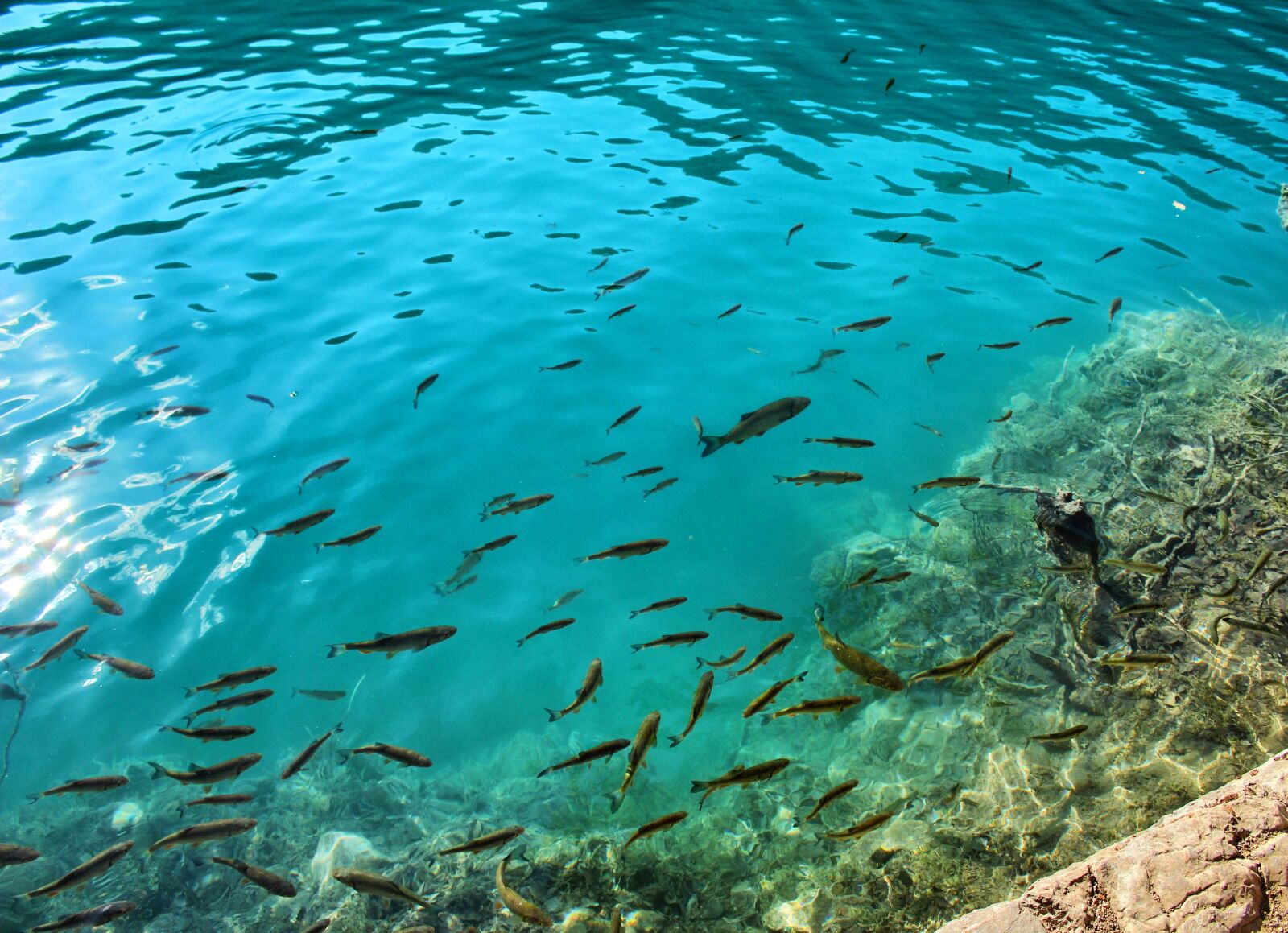 Canon EOS 600D (Rebel EOS T3i / EOS Kiss X5) sample photo. School of fish, fish photography