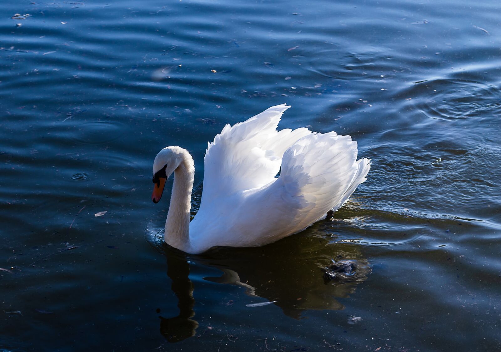 Nikon D3200 sample photo. Bird, feather, white photography