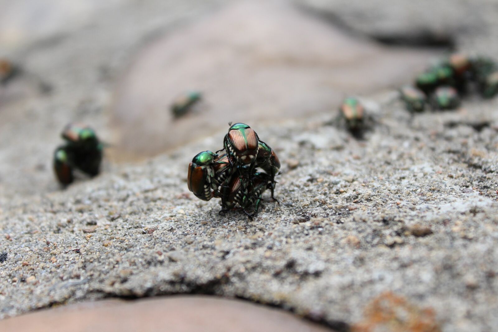 Canon EOS 1200D (EOS Rebel T5 / EOS Kiss X70 / EOS Hi) sample photo. Beetles, nature, insects photography