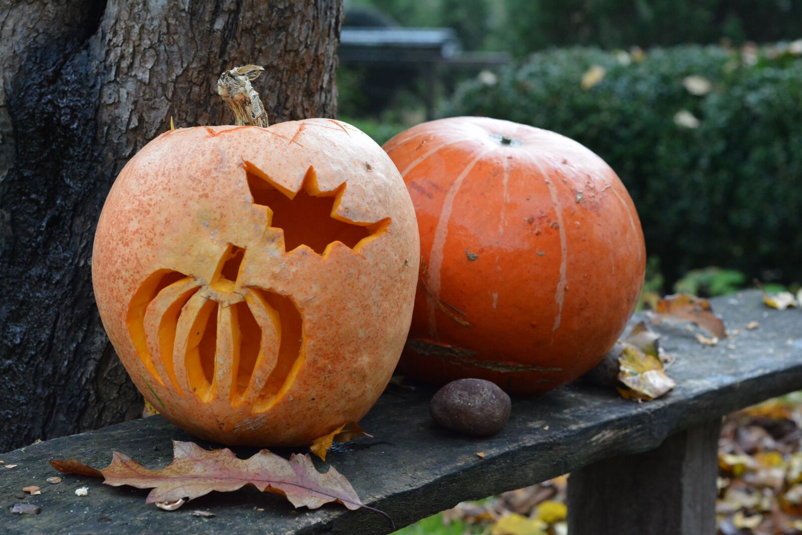 Nikon D5200 sample photo. Pumpkin, pumpkins, powycinana pumpkin photography