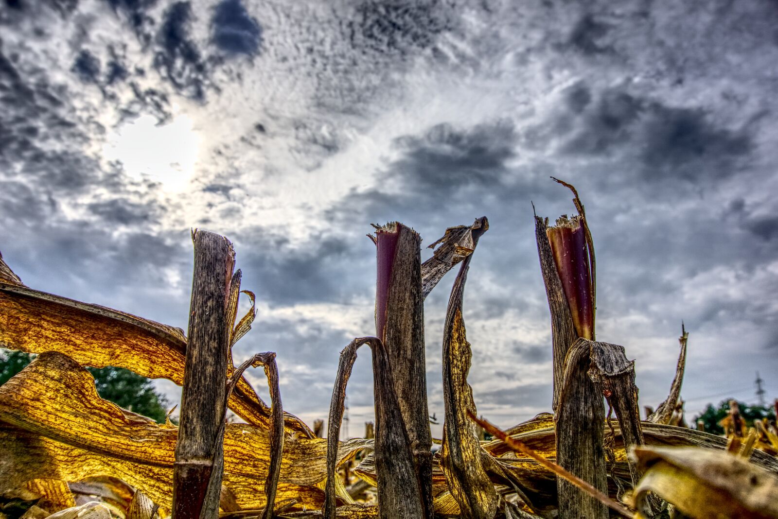 Sony a6000 sample photo. Corn, cut off, harvest photography