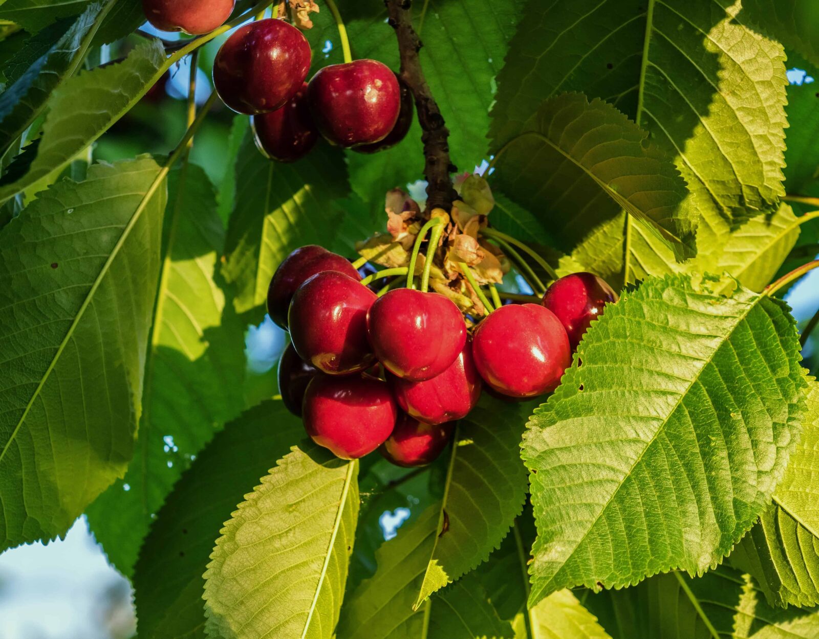 Nikon D3300 sample photo. Food, tree, branch, leaf photography