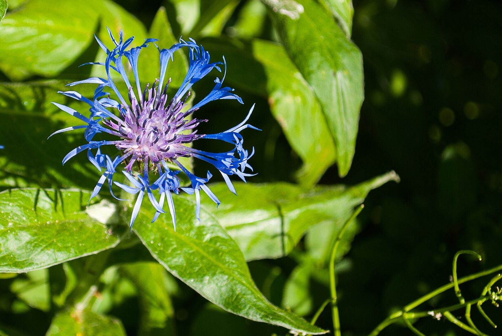 Nikon D3000 sample photo. Blossom, plant, nature photography