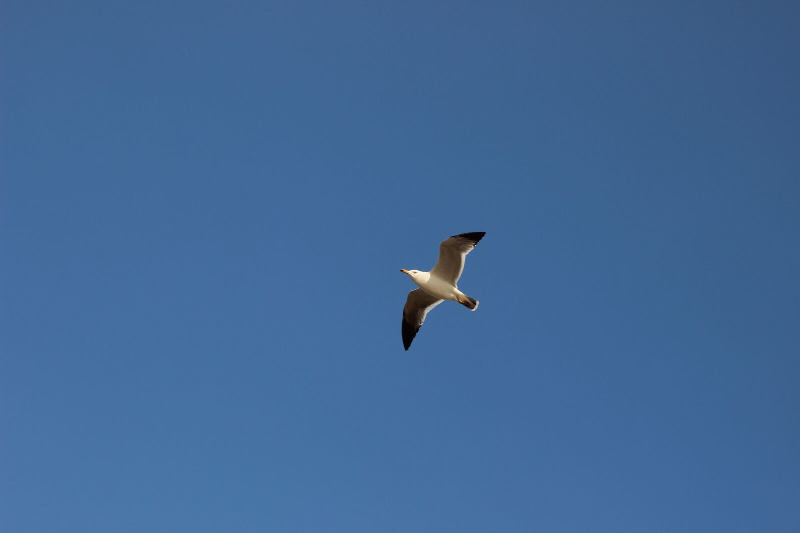 Canon EOS 600D (Rebel EOS T3i / EOS Kiss X5) sample photo. The scenery, seagull, sky photography