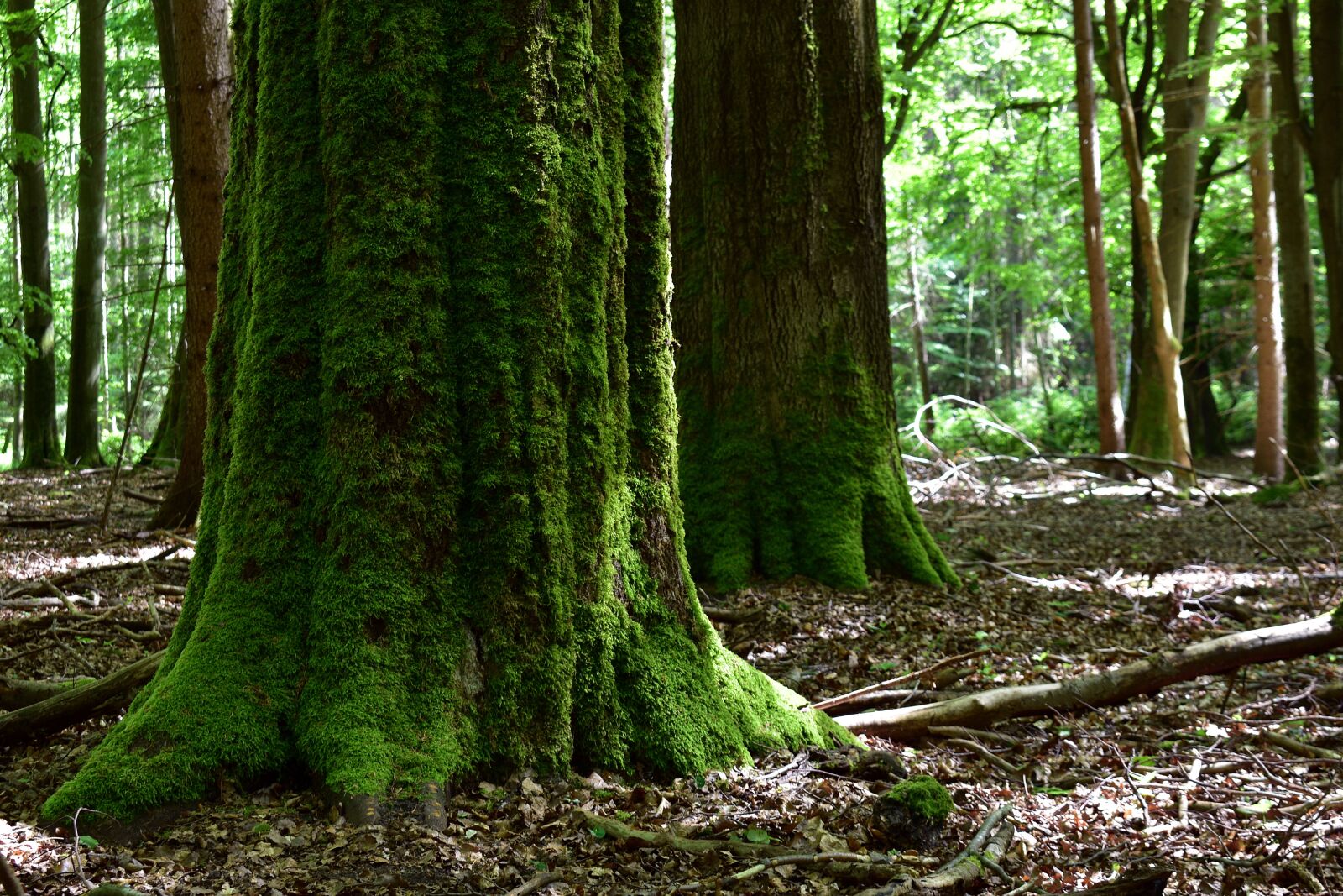 Nikon D3400 sample photo. Forest, tree, moss photography