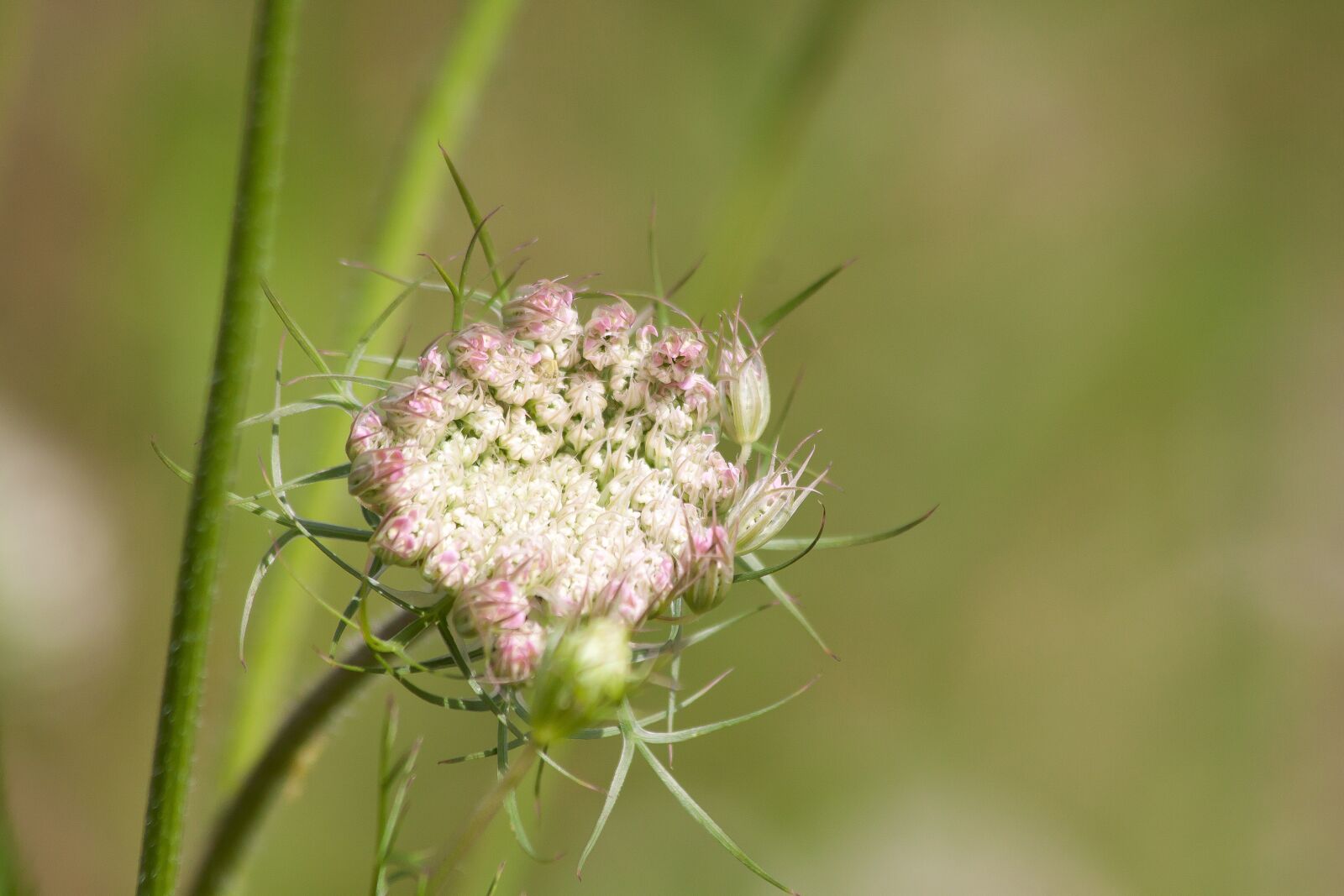 Canon EOS 50D sample photo. Meadows-yarrow, achillea millefolium, flowers photography