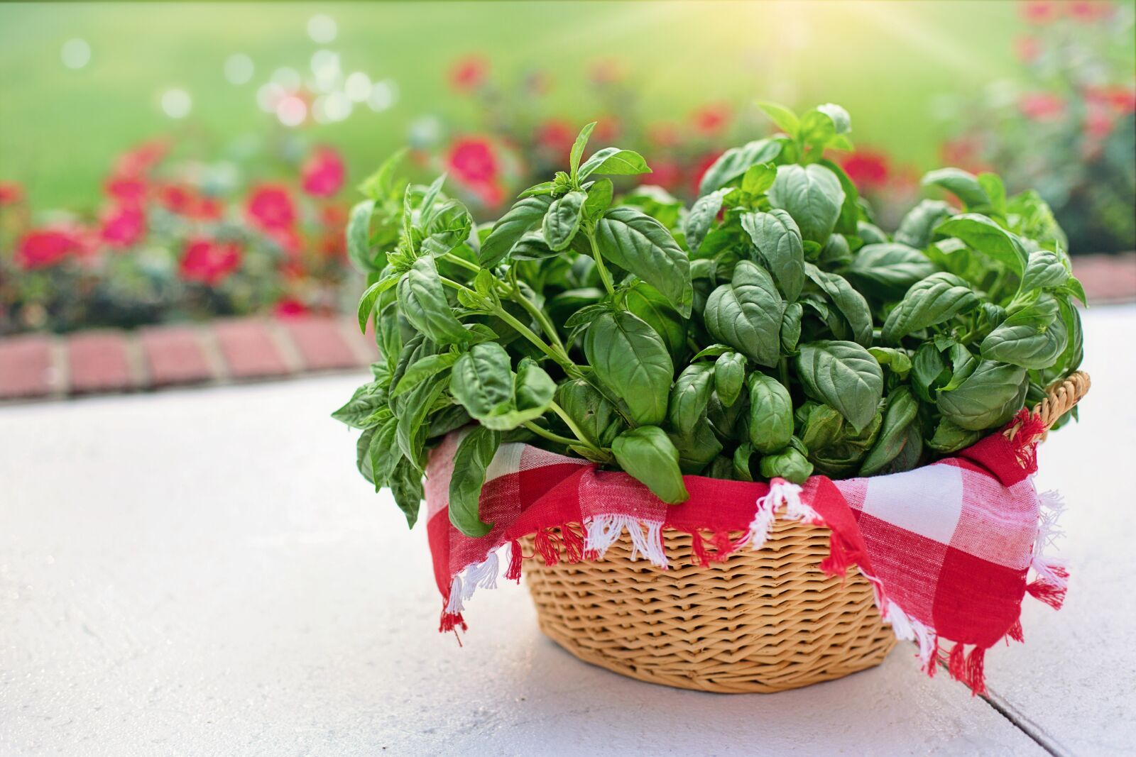 Canon EF 50mm F1.4 USM sample photo. Basil, sweet basil, in photography