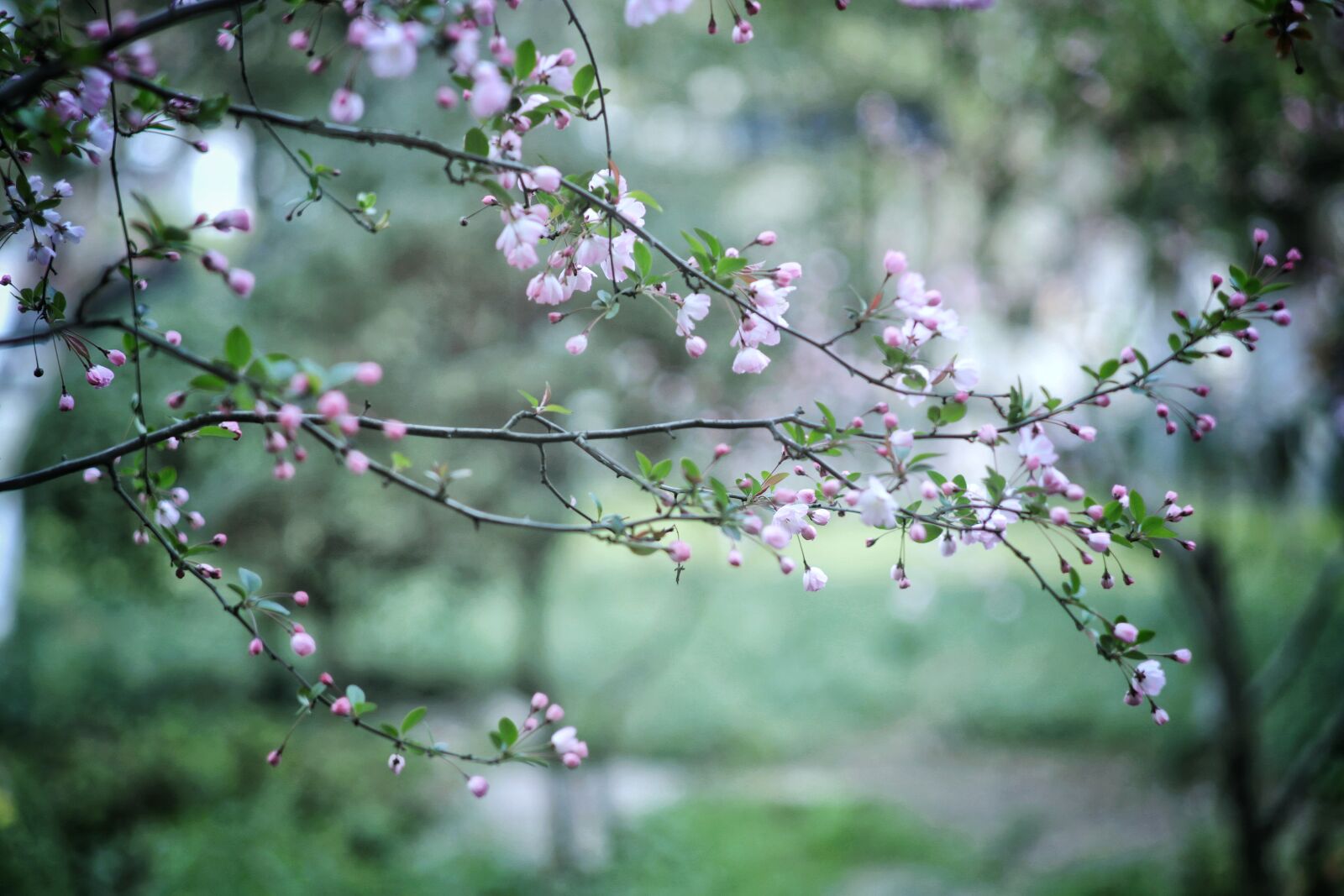 Canon EOS 6D sample photo. Begonia flower, spring, blur photography