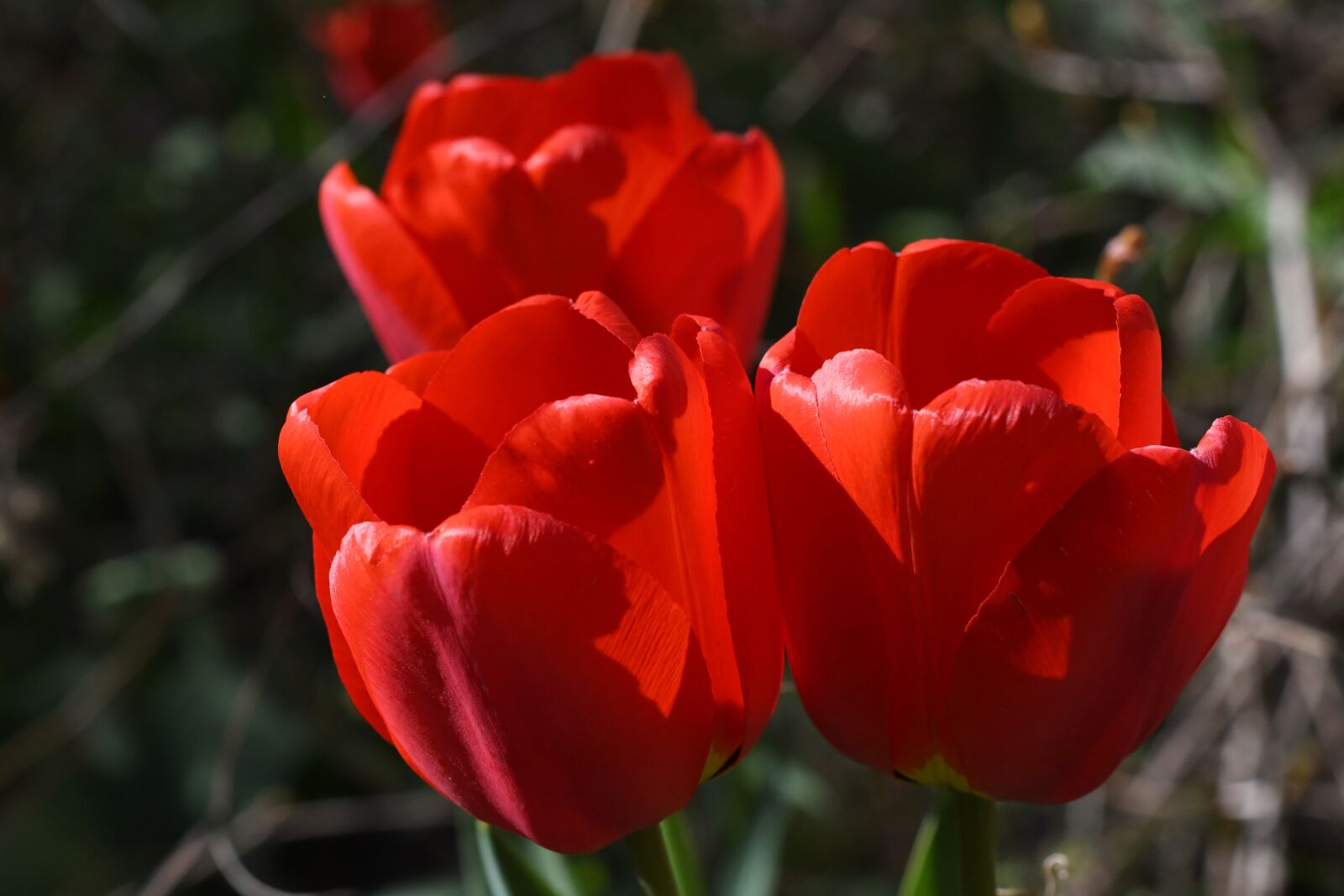 Nikon D7500 sample photo. Tulips, flower, nature photography