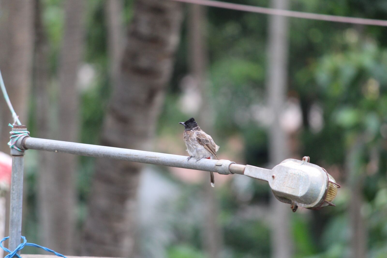 Canon EOS 1200D (EOS Rebel T5 / EOS Kiss X70 / EOS Hi) sample photo. Sparrow, garden, tube light photography