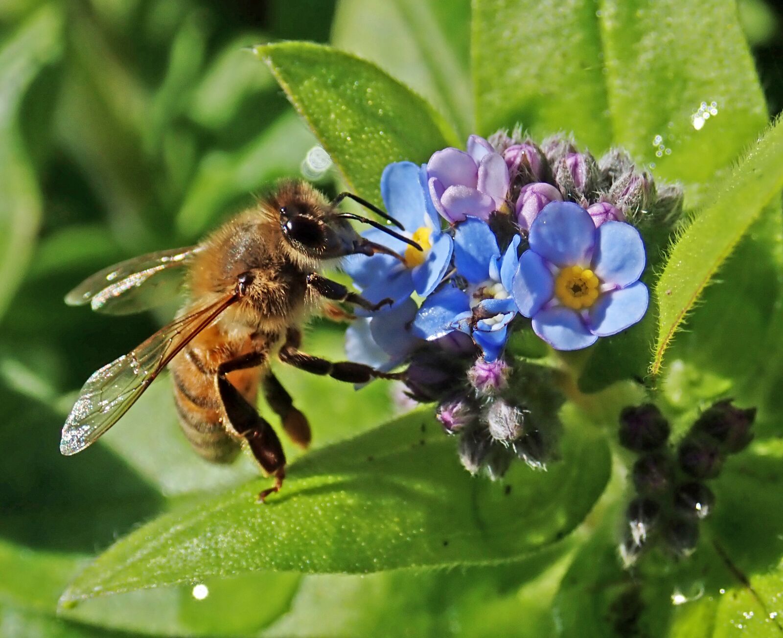 Olympus TG-5 sample photo. Bee, insect, pollen photography