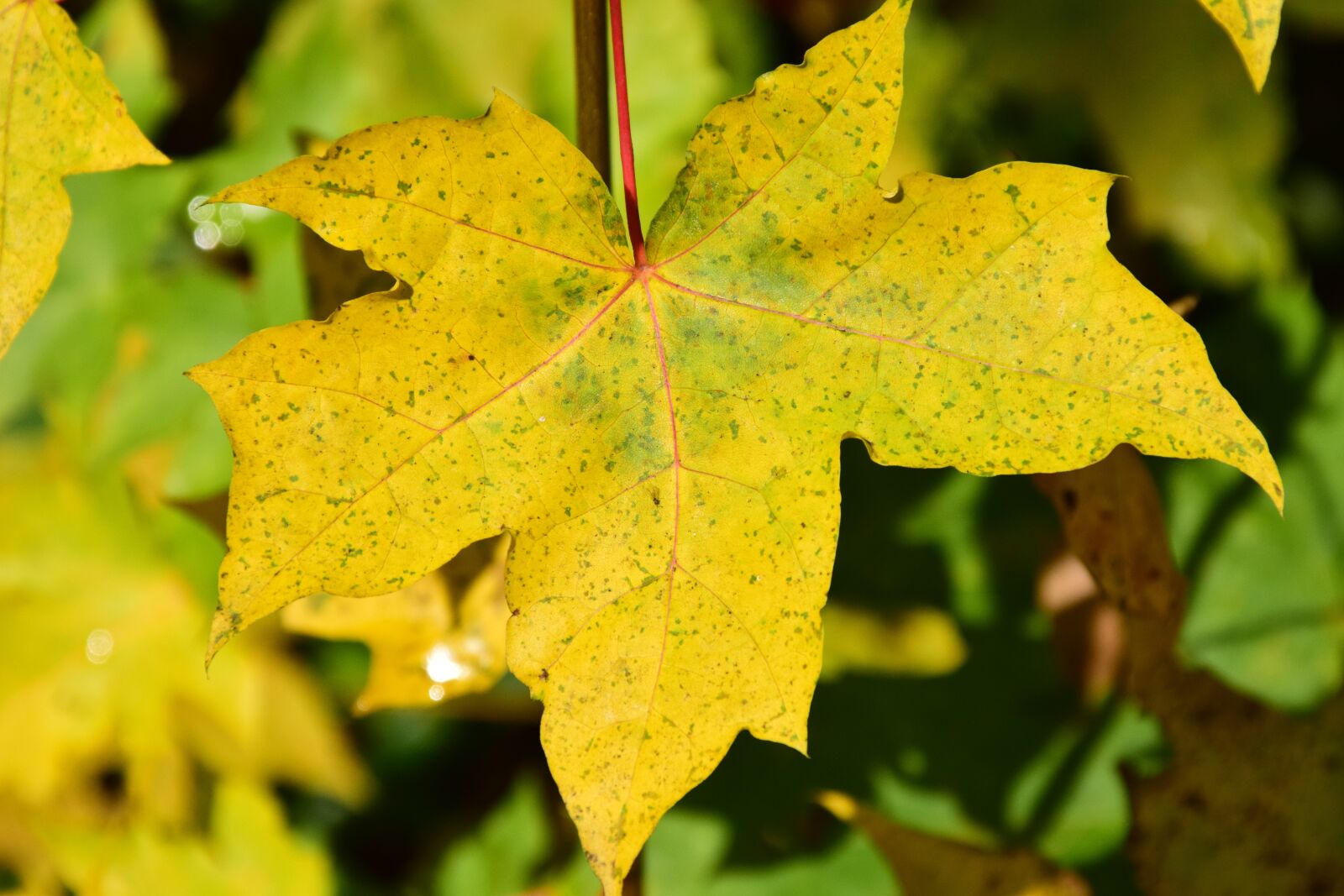 Nikon D3300 sample photo. Autumn, fall foliage, leaves photography