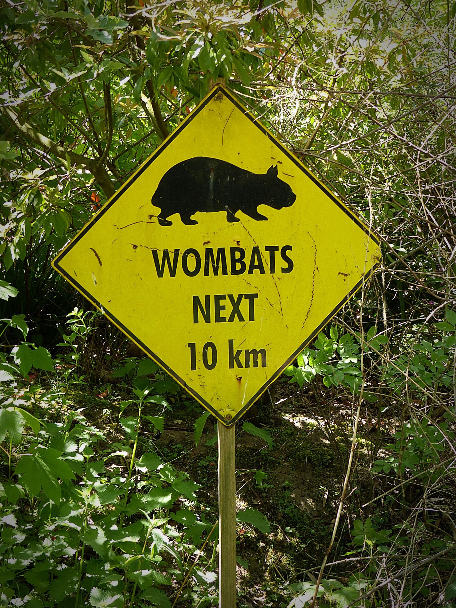 Panasonic Lumix DMC-FZ200 sample photo. Wombats, wombat, shield photography