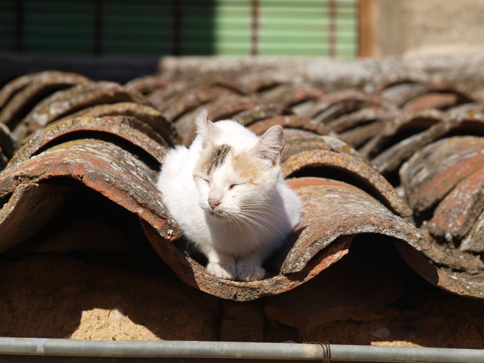 Olympus E-450 (EVOLT E-450) sample photo. Cat, about, roof photography