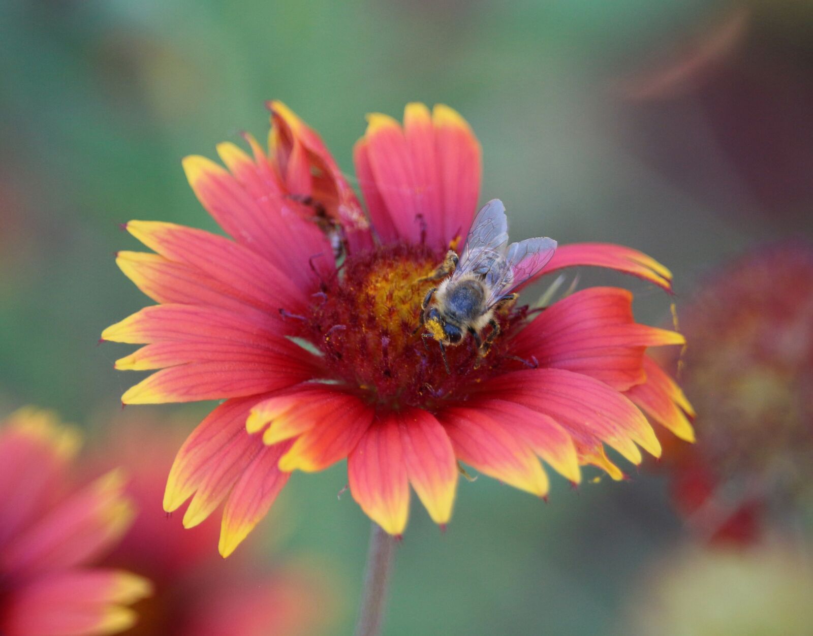 Canon EOS 700D (EOS Rebel T5i / EOS Kiss X7i) sample photo. Firewheel, blanket flower, flower photography