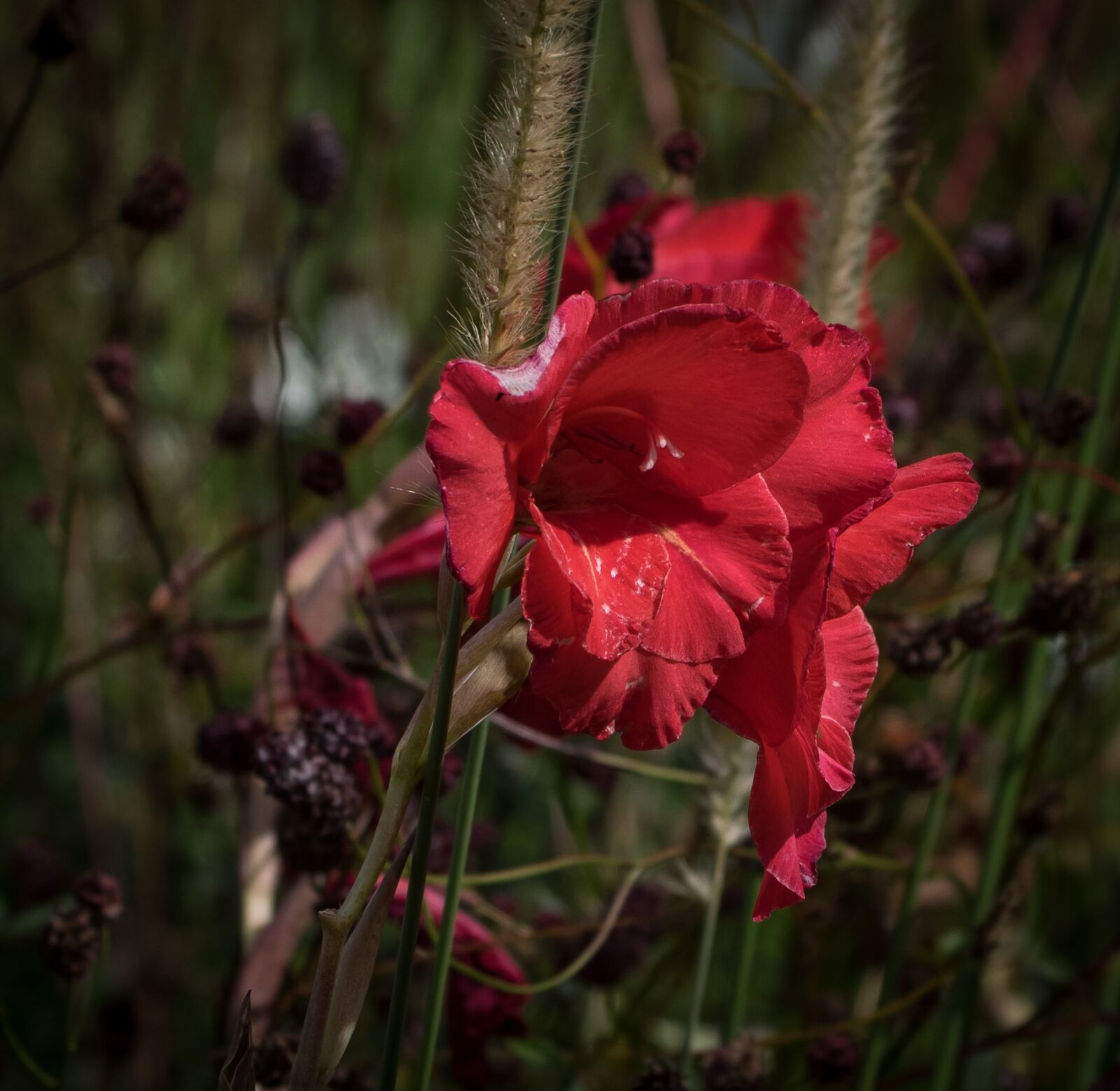 Pentax K-3 sample photo. Lily, flower, blossom photography