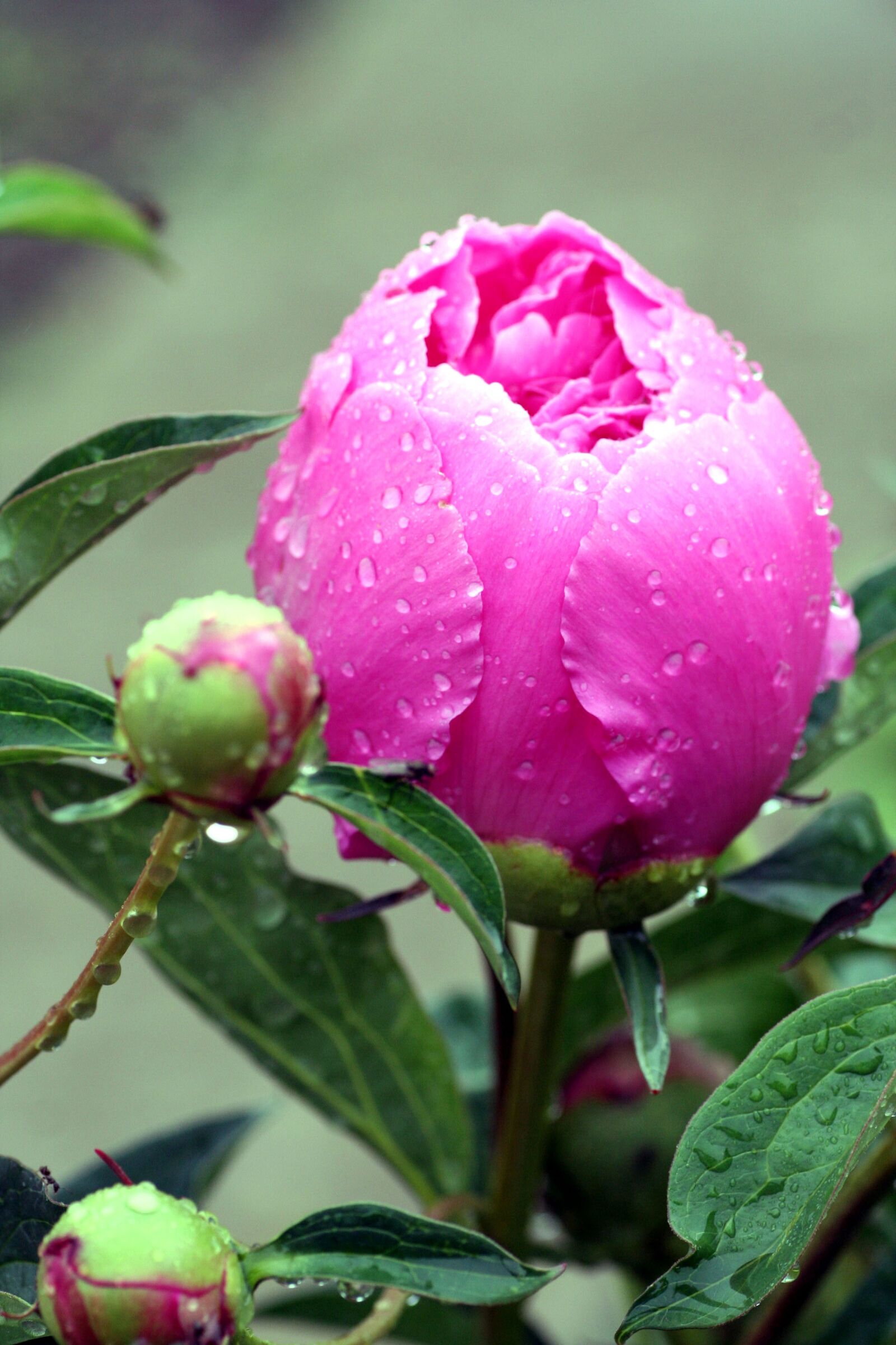 Canon EOS 350D (EOS Digital Rebel XT / EOS Kiss Digital N) sample photo. Flower, peony, pink photography