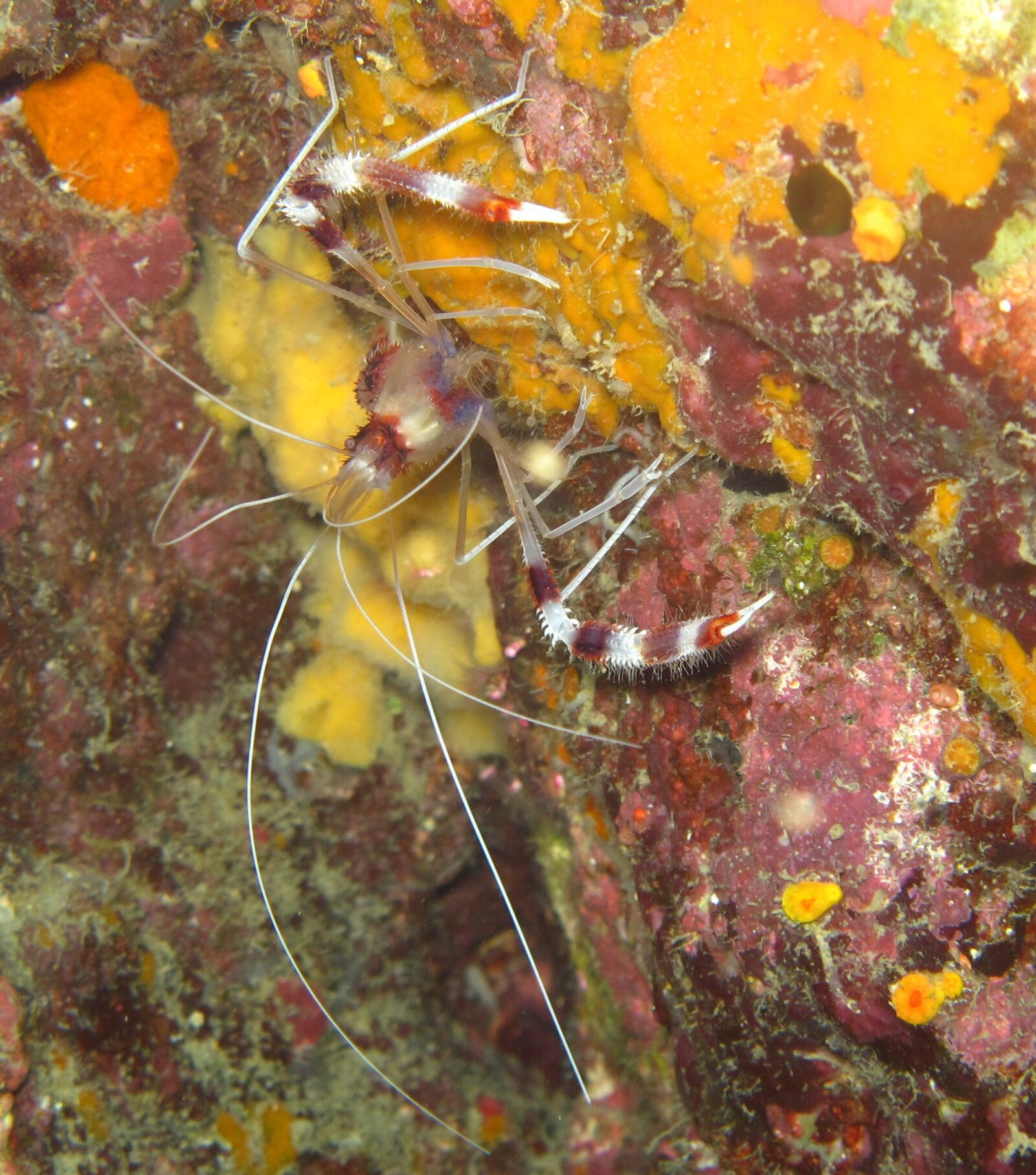 Canon PowerShot G11 sample photo. Underwater, lobster, ocean photography