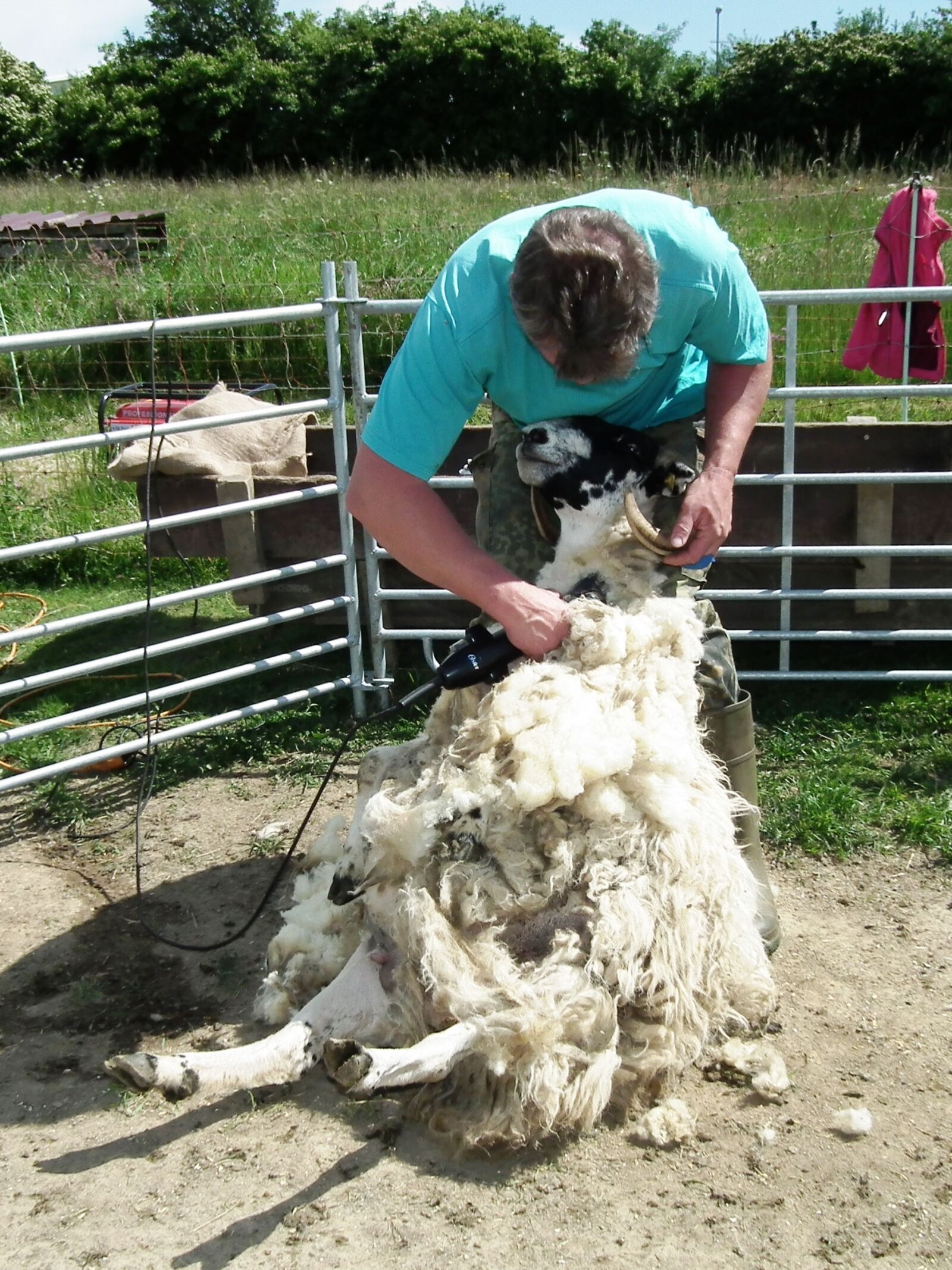 FujiFilm FinePix HS10 (FinePix HS11) sample photo. Shearing, sheep, wool photography