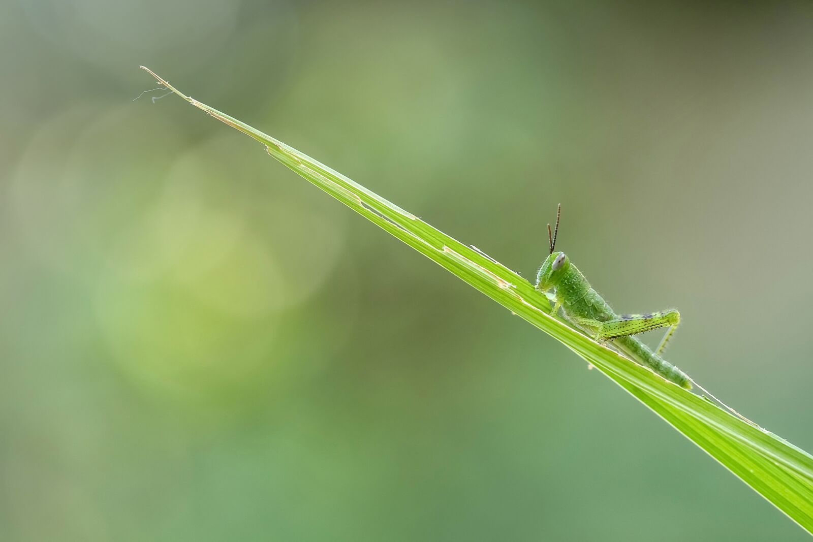 Canon EF 100mm F2.8L Macro IS USM sample photo. Grasshopper, insect, macro photography