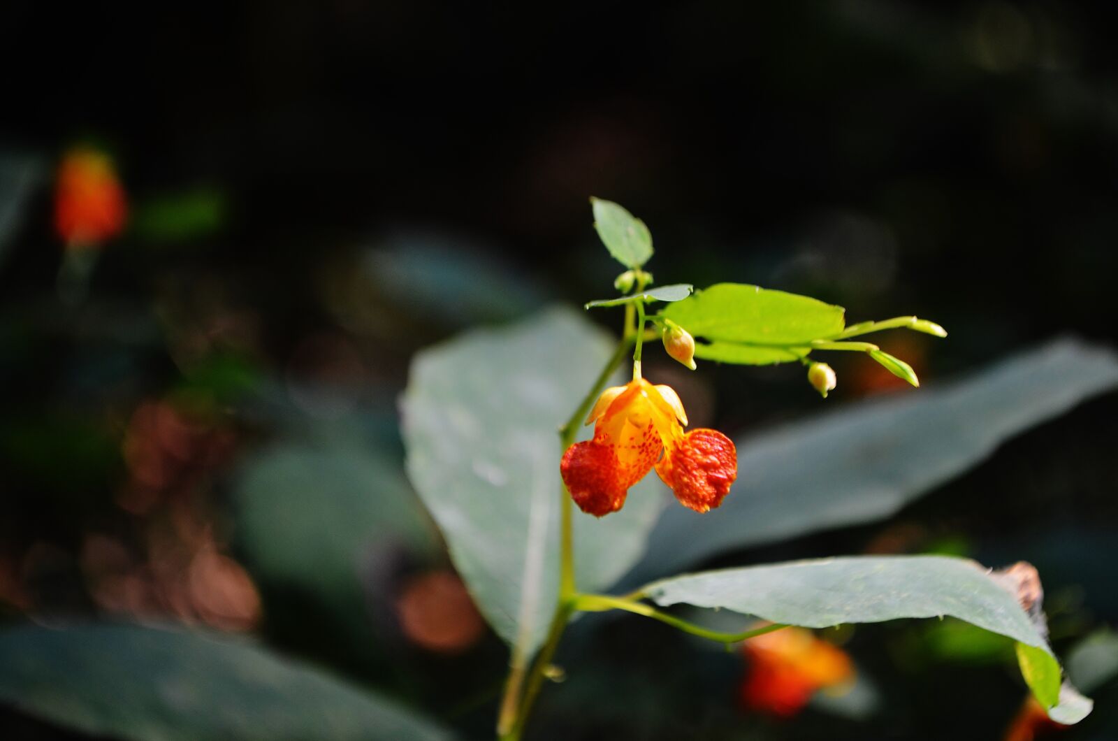 Nikon D5100 sample photo. Flowers, nature, forrest photography