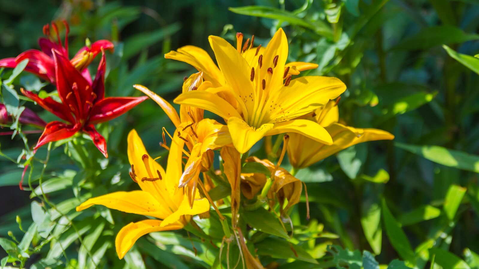 Nikon D7200 sample photo. Flowers, garden, petals photography