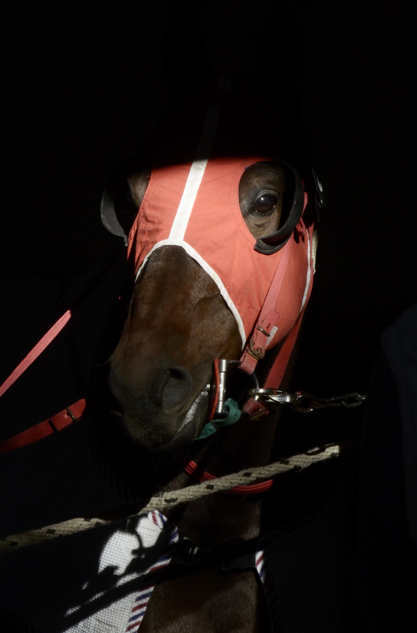 Nikon D7000 sample photo. Horse, career, racecourse photography
