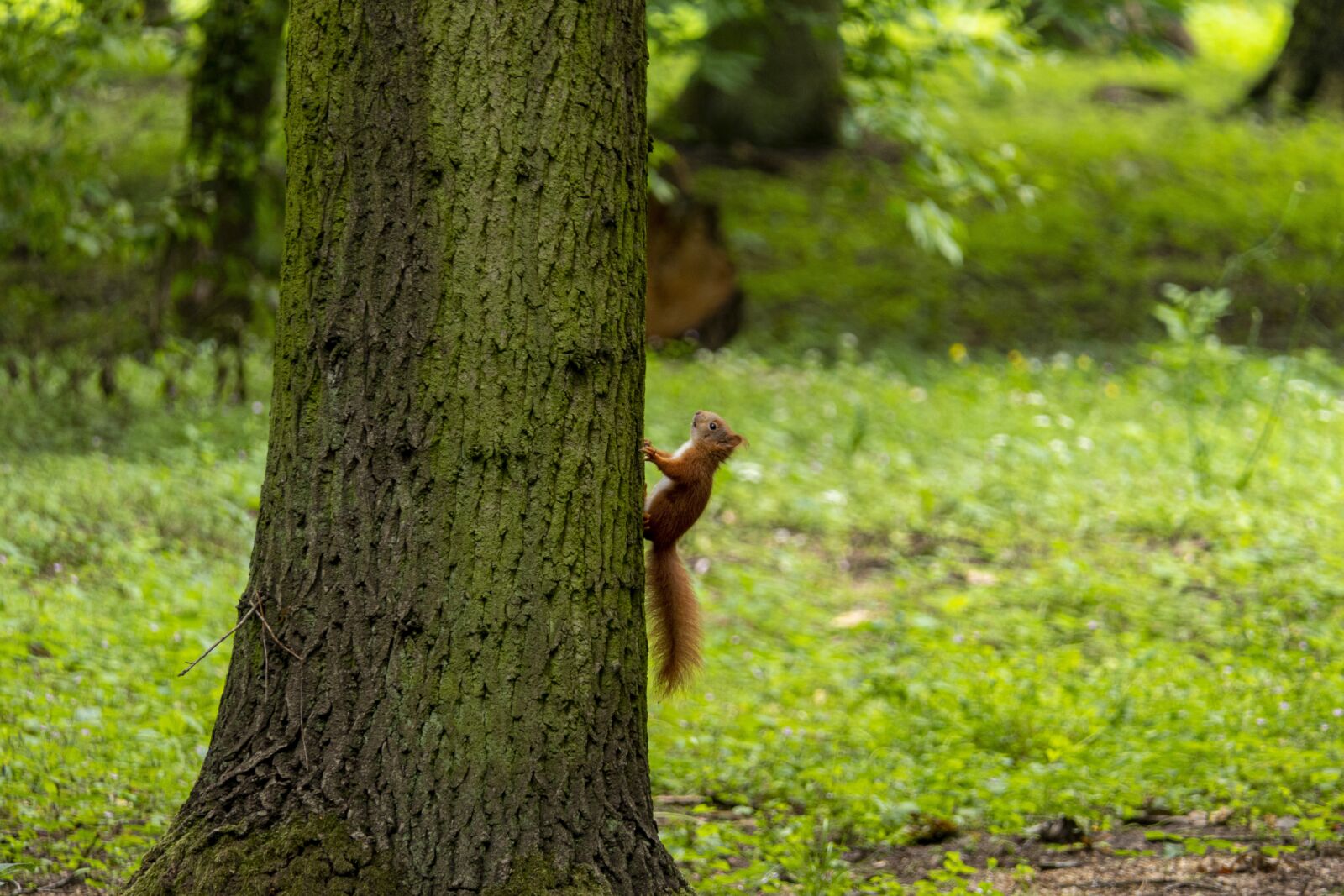 Panasonic Lumix DMC-FZ2500 (Lumix DMC-FZ2000) sample photo. The squirrel, park, tree photography