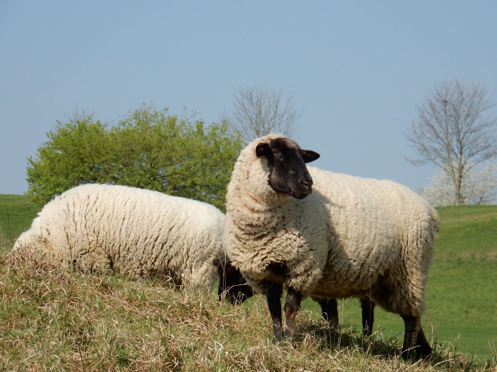 Nikon Coolpix S9900 sample photo. Sheep, livestock, wool photography