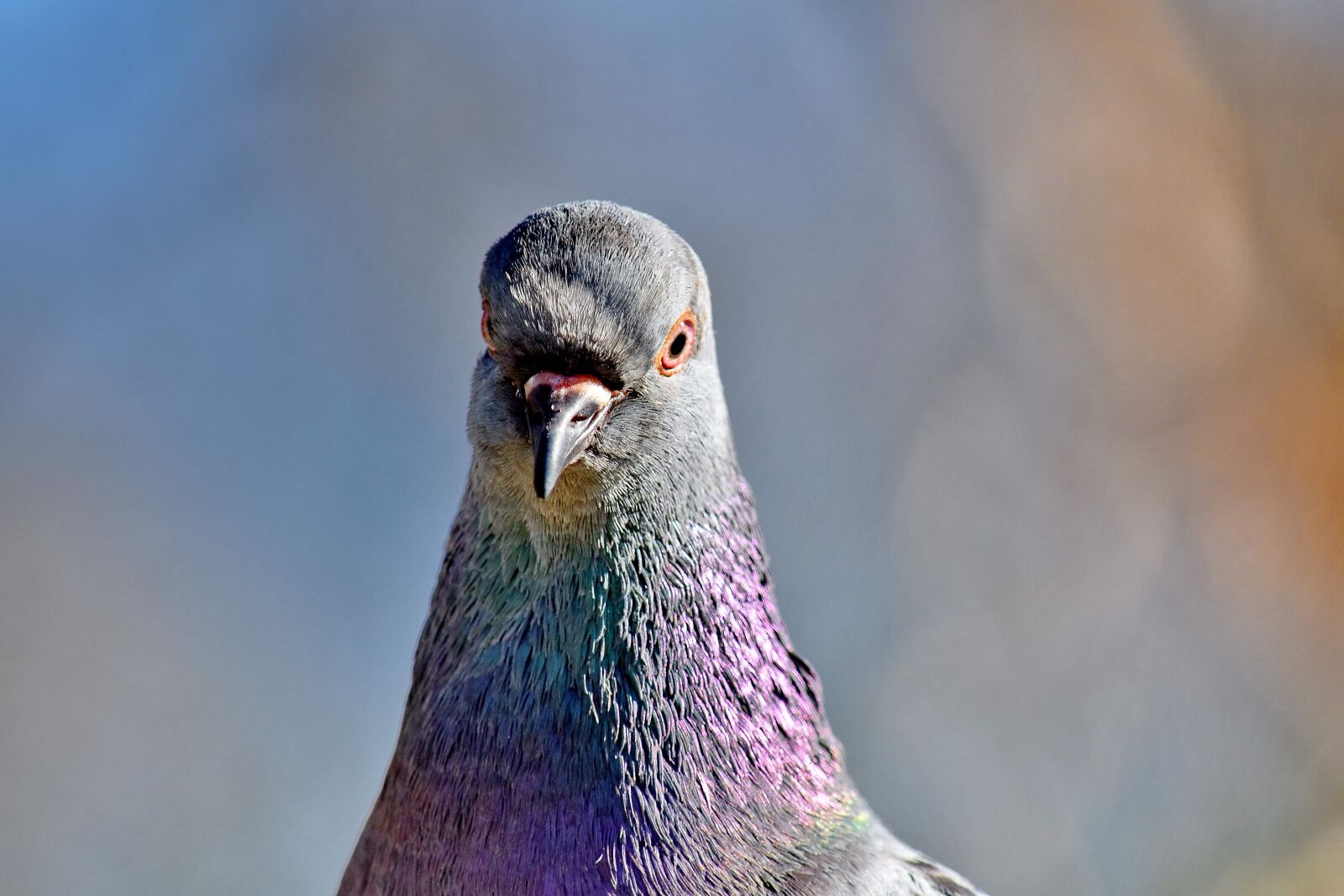 Nikon D5500 sample photo. Close-up, colorful, feather, head photography