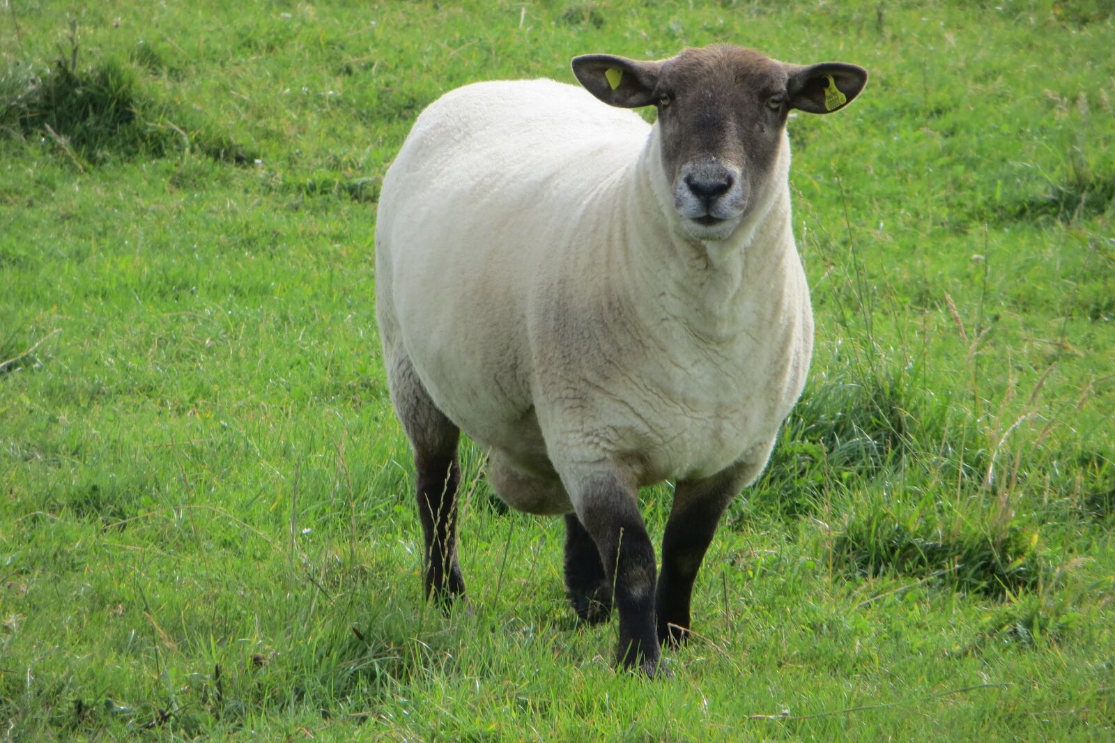 Canon PowerShot SX260 HS sample photo. Sheep, ireland, nature photography