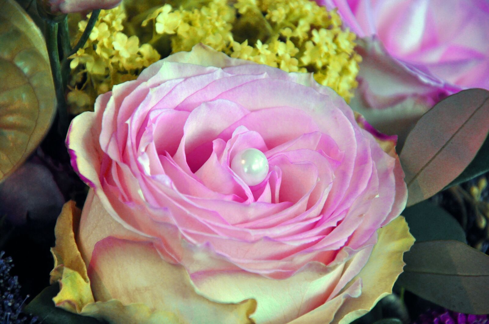 Nikon D90 sample photo. Rose, perl, plant photography