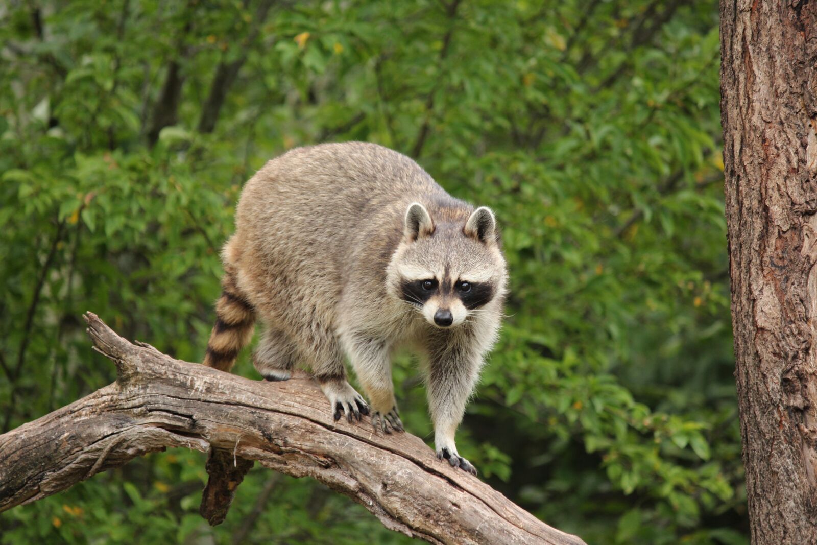 Canon EOS 650D (EOS Rebel T4i / EOS Kiss X6i) + Canon EF-S 55-250mm F4-5.6 IS II sample photo. Raccoon, wildlife, nature photography