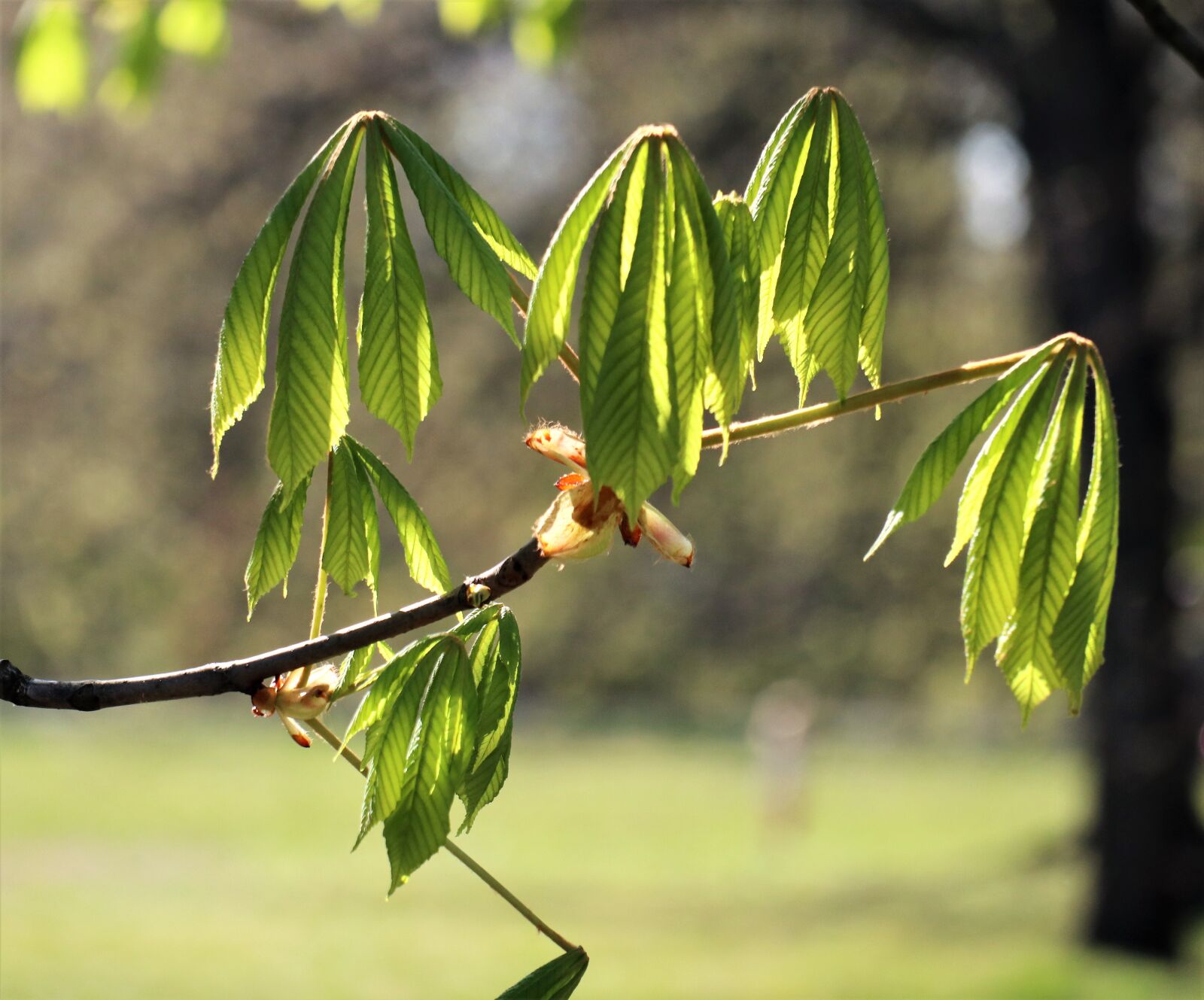 Canon EOS M6 sample photo. Spring, april, awakening photography