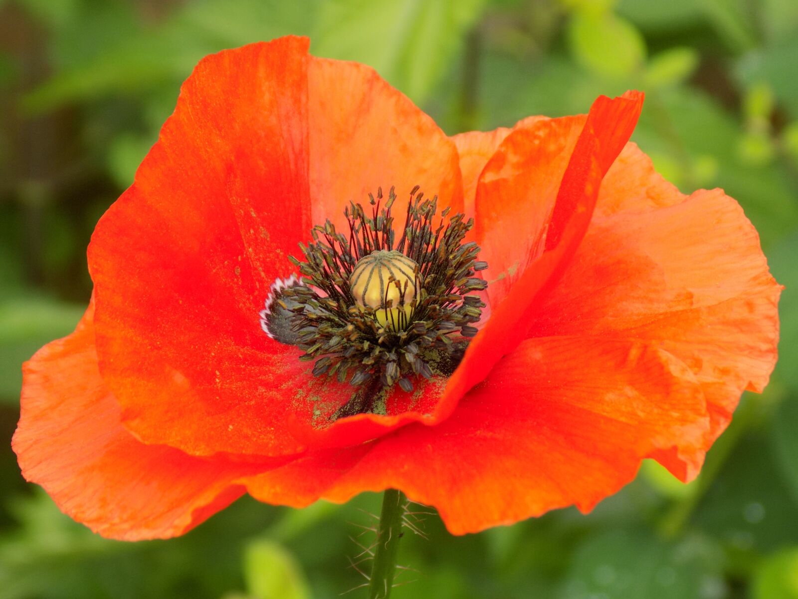 Nikon COOLPIX L340 sample photo. Poppy, garden, blossom photography
