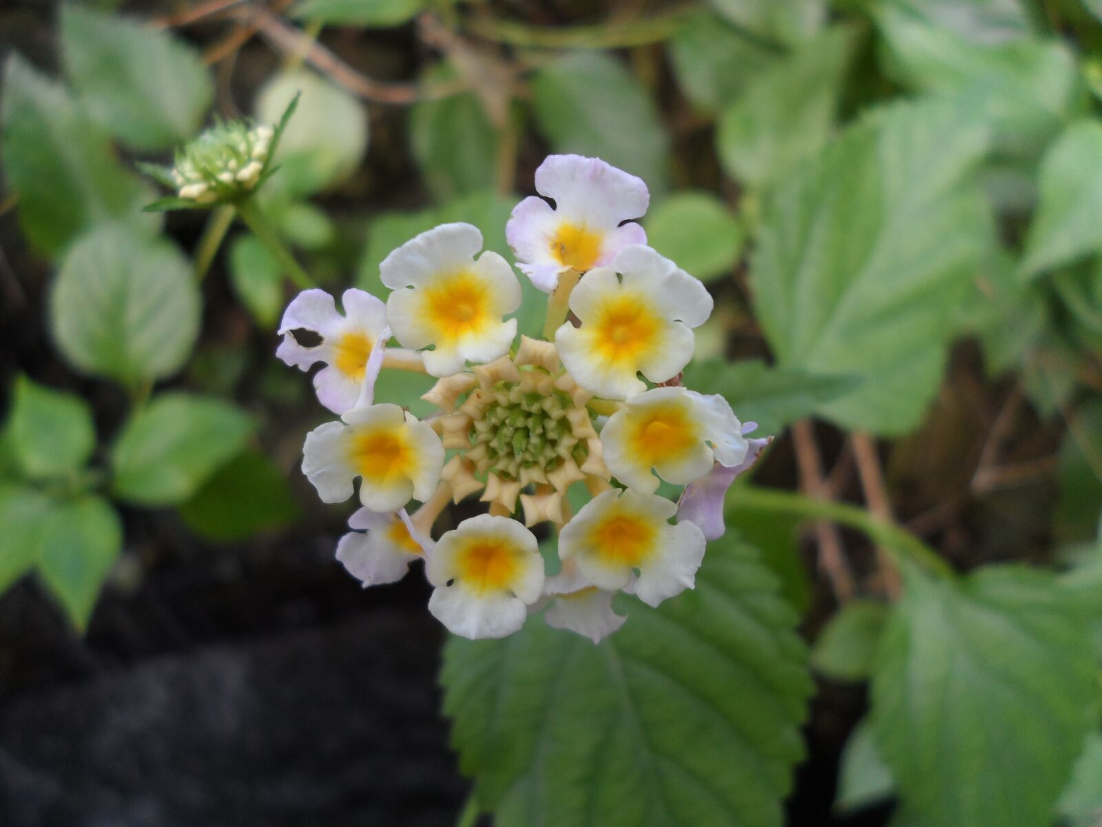 Samsung DV300 / DV300F / DV305F sample photo. Flowers, plant, petals photography